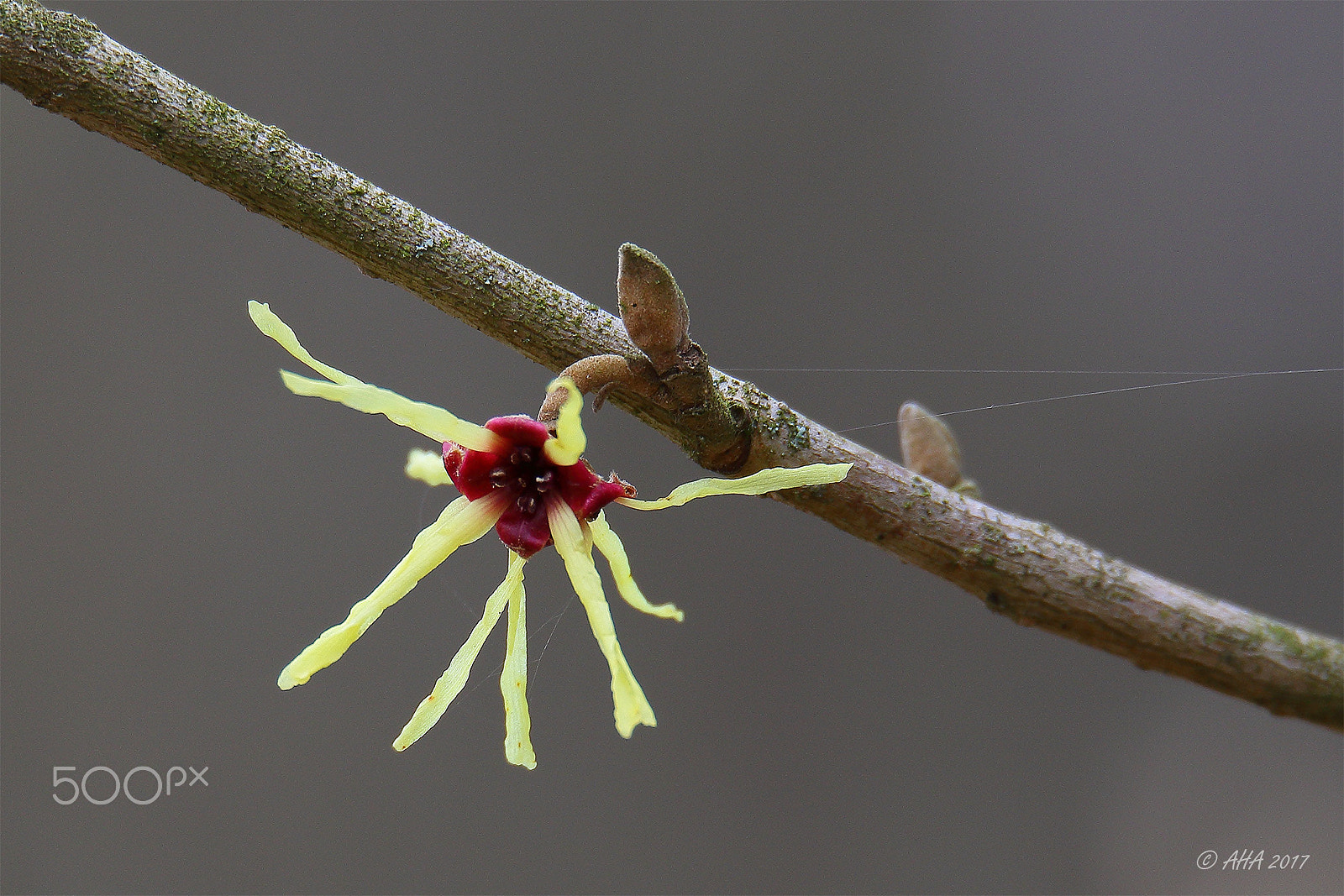 150-600mm F5-6.3 DG OS HSM | Sports 014 sample photo. Witch-hazels (hamamelis) photography