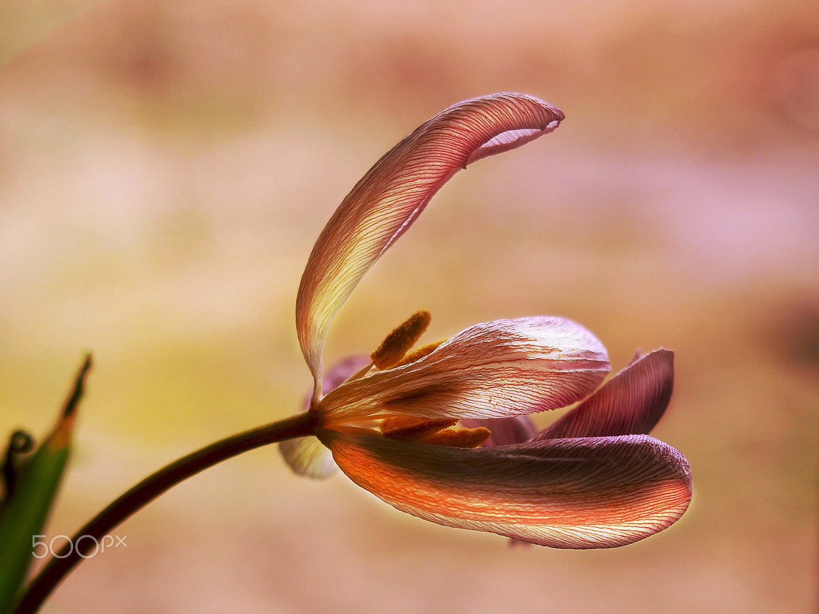 Olympus PEN E-PL5 sample photo. Tulipan photography