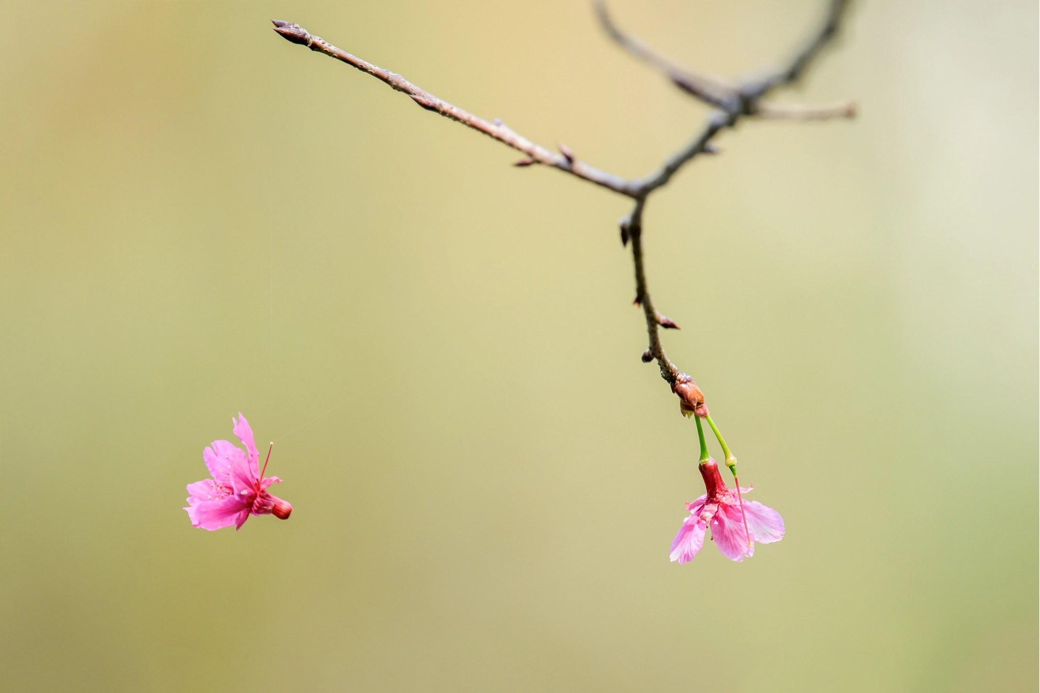 Nikon Nikkor AF-S 300mm F4E PF ED VR sample photo. Falling cherry blossom photography