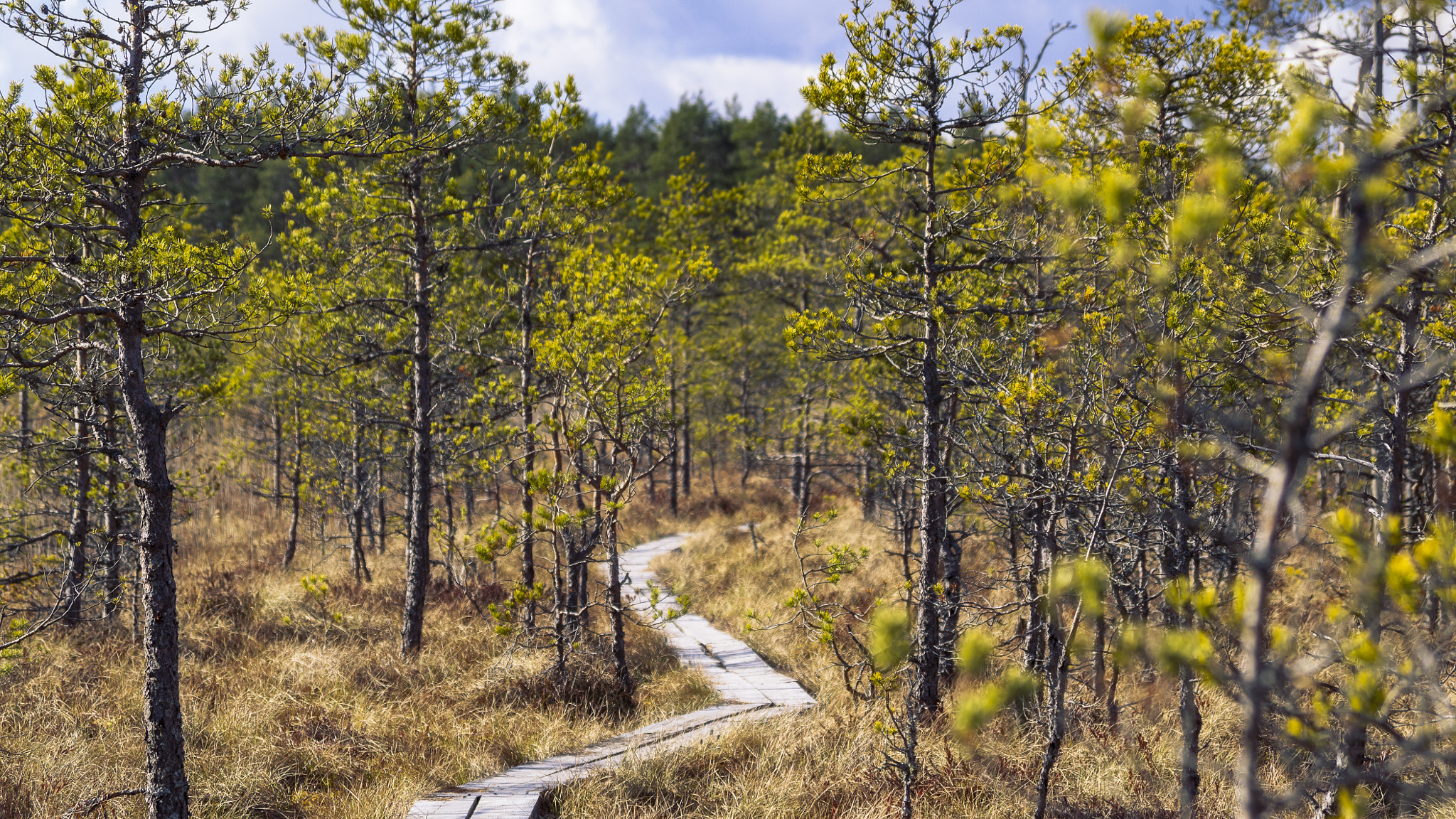 Pentax K-30 + Pentax smc DA 50-200mm F4-5.6 ED sample photo. Bog log road photography