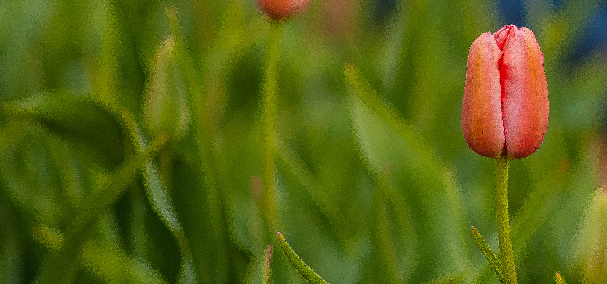 Sony Alpha DSLR-A300 sample photo. Texas tulips photography