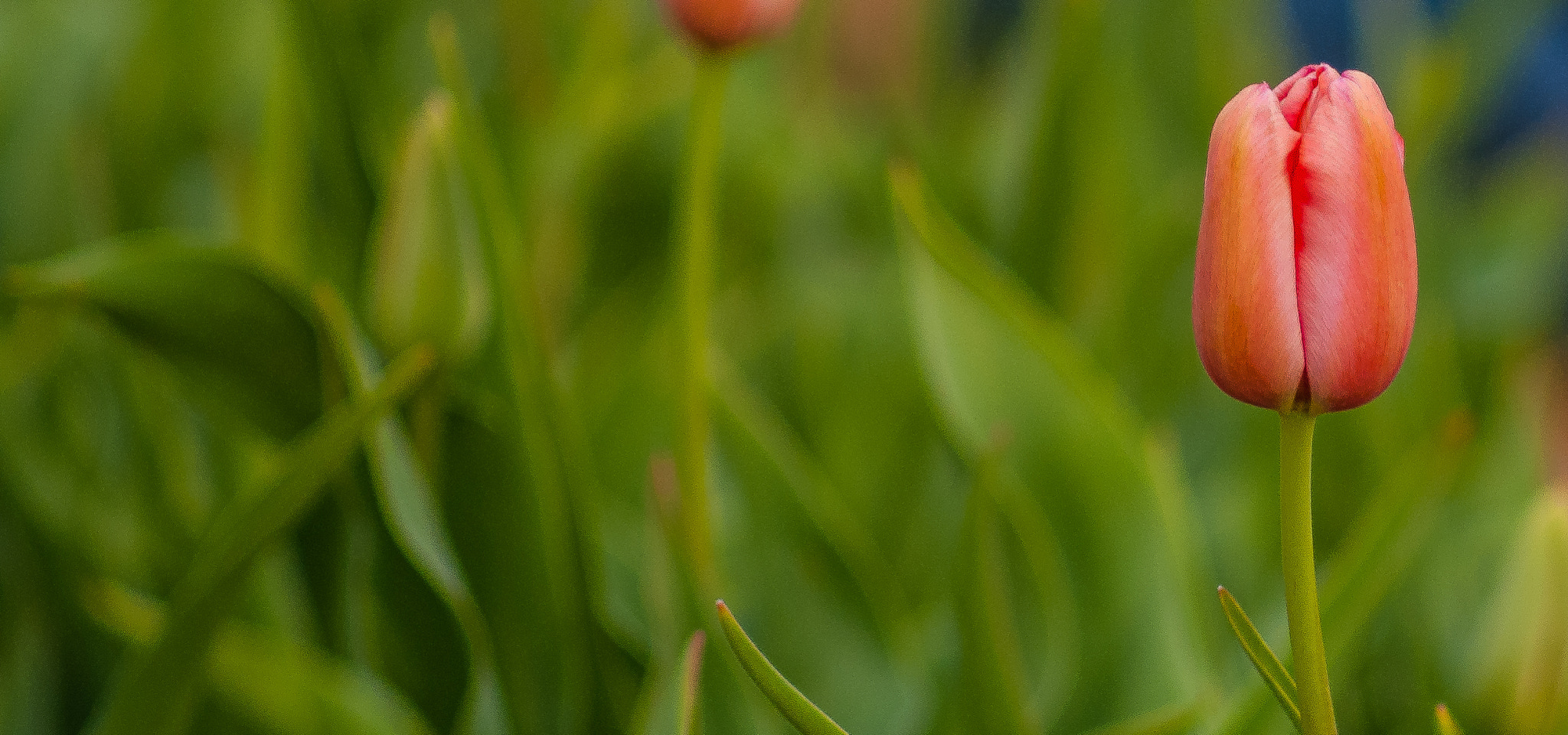 Sony Alpha DSLR-A300 + Sony 75-300mm F4.5-5.6 sample photo. Texas tulips photography