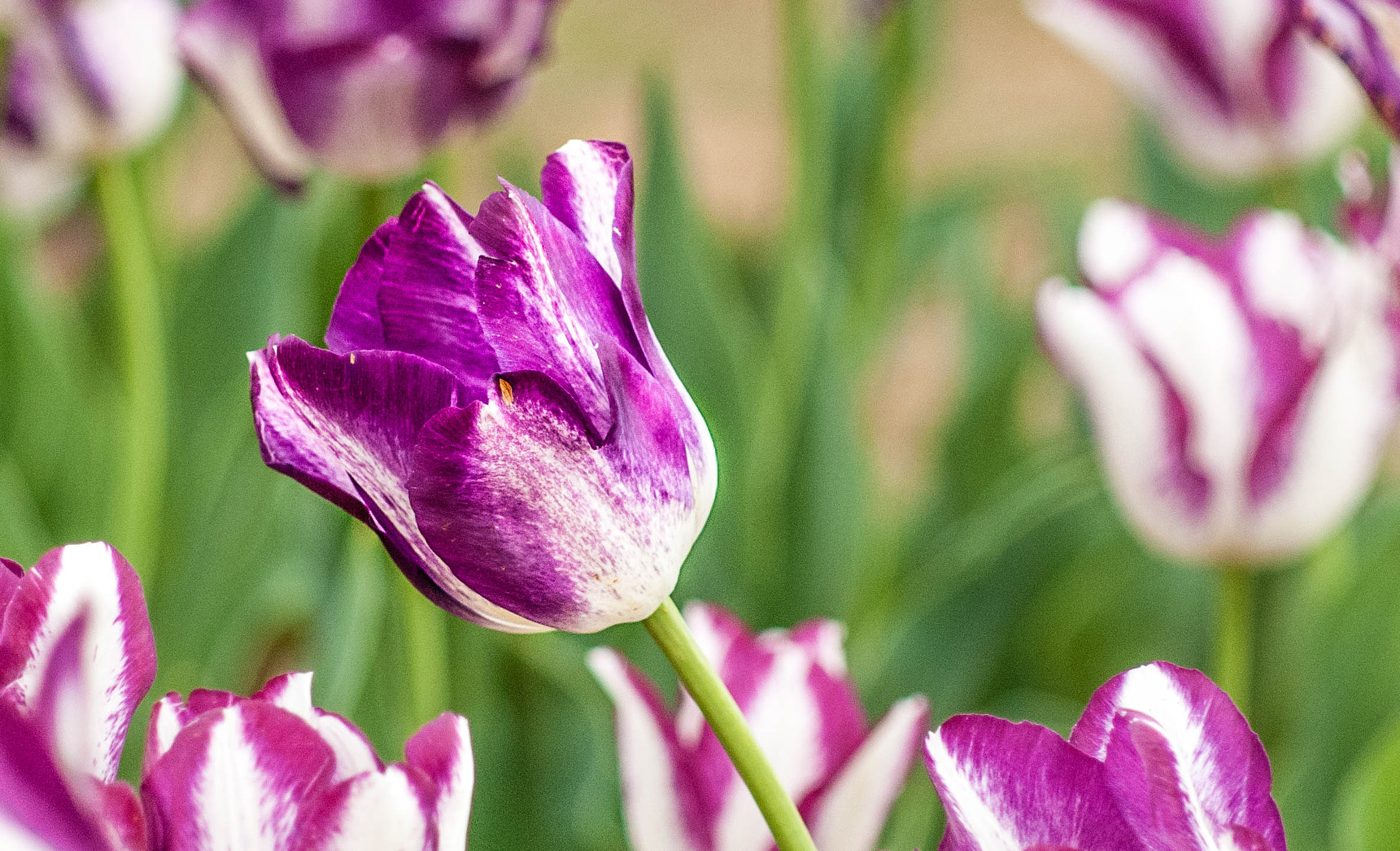 Sony Alpha DSLR-A300 + Sony 75-300mm F4.5-5.6 sample photo. Texas tulips photography