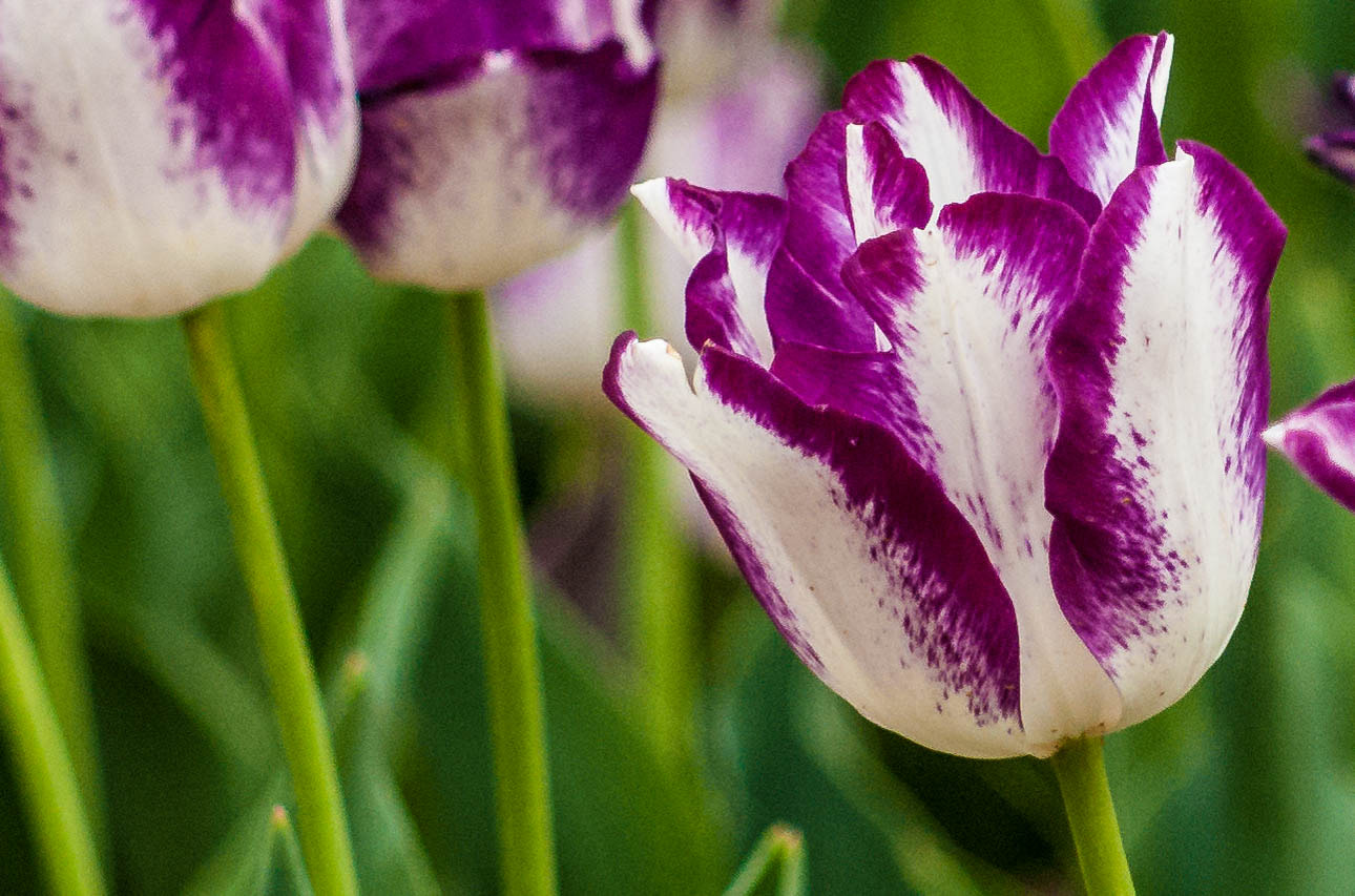 Sony Alpha DSLR-A300 sample photo. Texas tulips photography