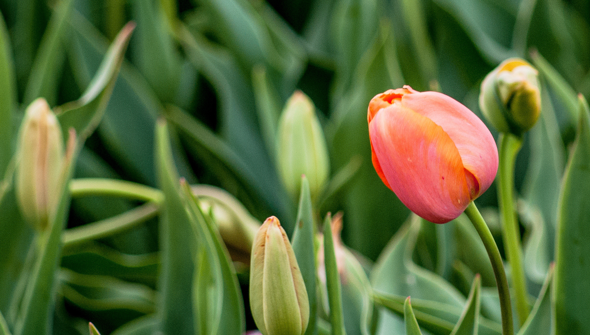 Sony Alpha DSLR-A300 sample photo. Texas tulips photography