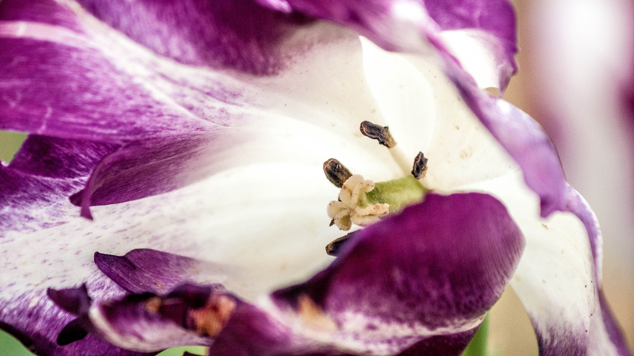 Sony Alpha DSLR-A300 sample photo. Texas tulips photography