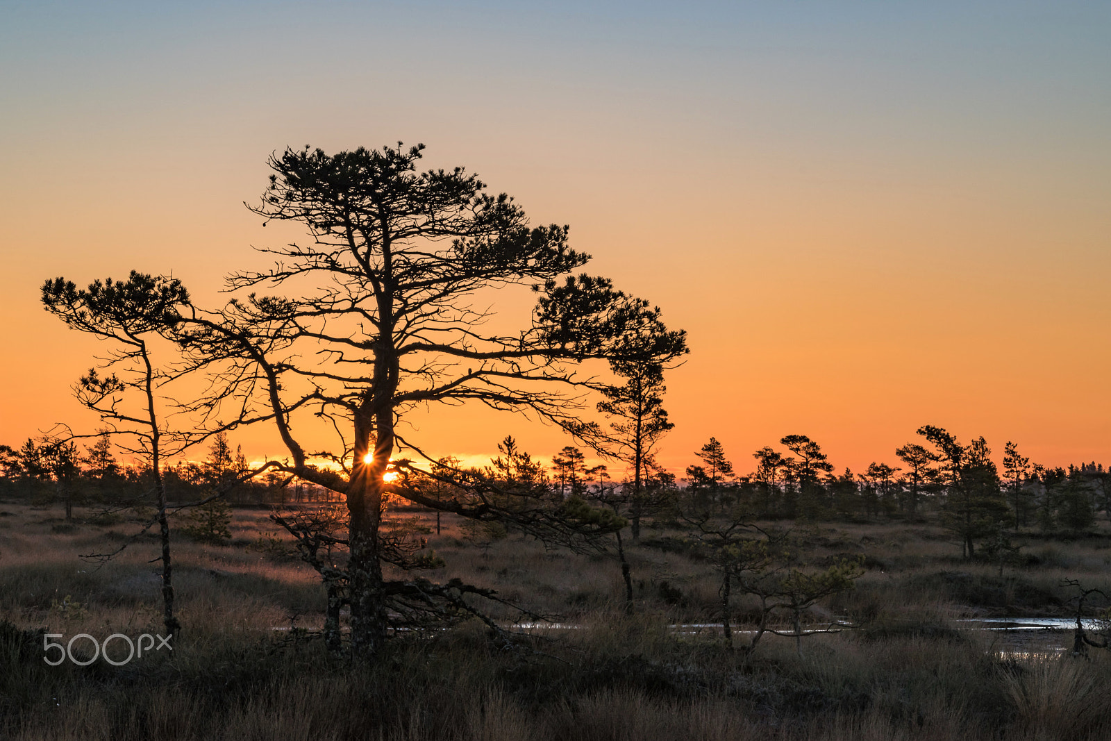 Nikon D5500 sample photo. Morning in the swamp photography