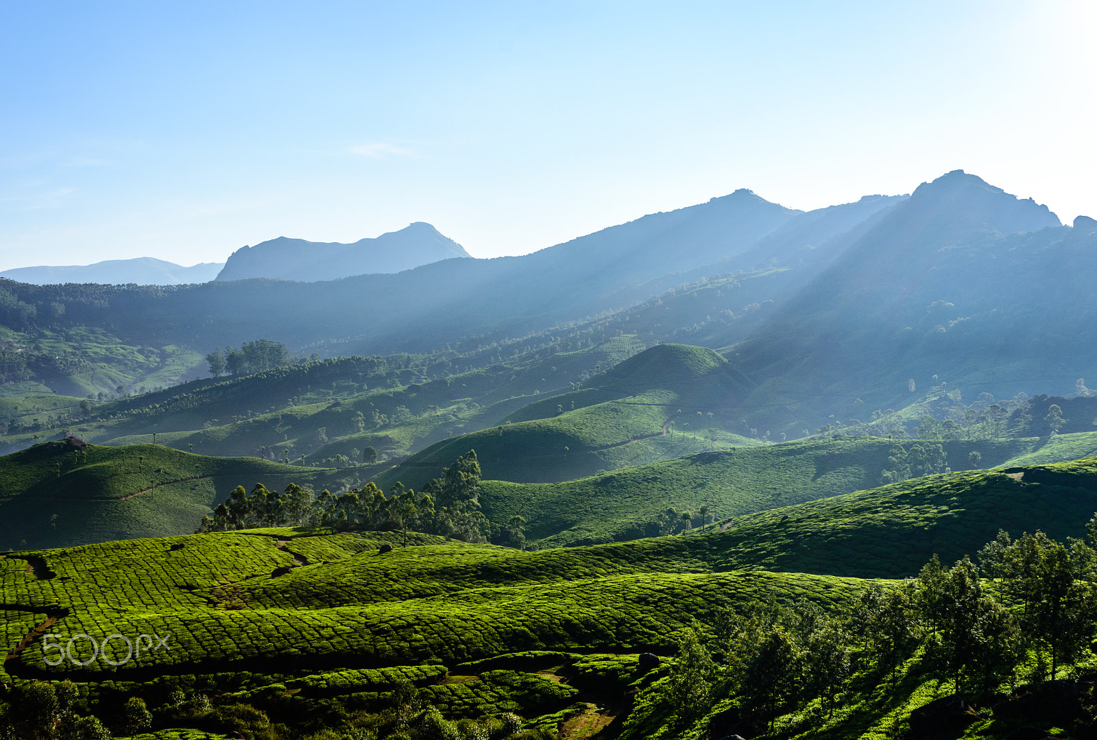 Nikon D7200 sample photo. Sunrise over the tea gardens of munnar, kerala photography