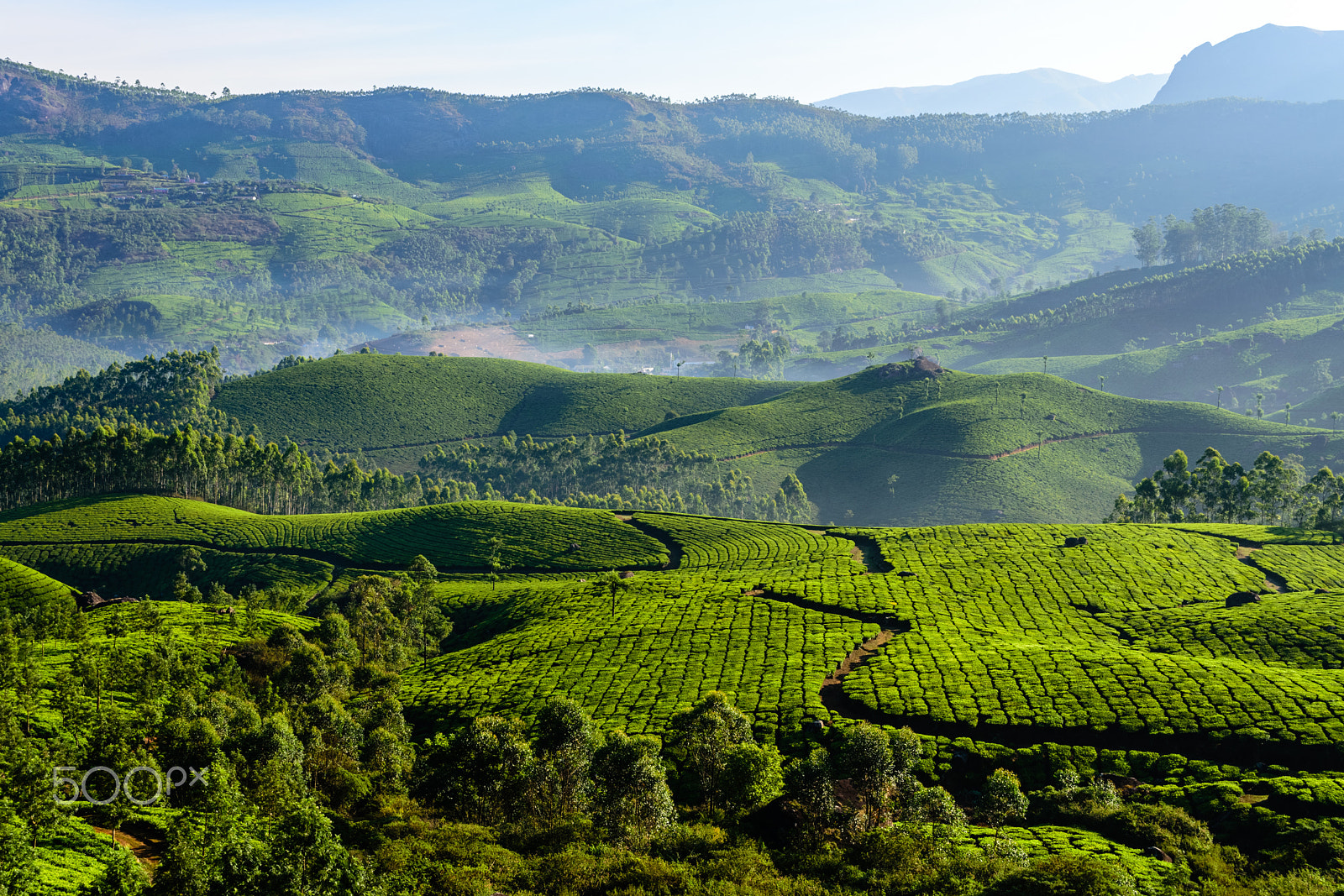 Nikon D7200 sample photo. Early morning view of the tea gardens of munnar photography