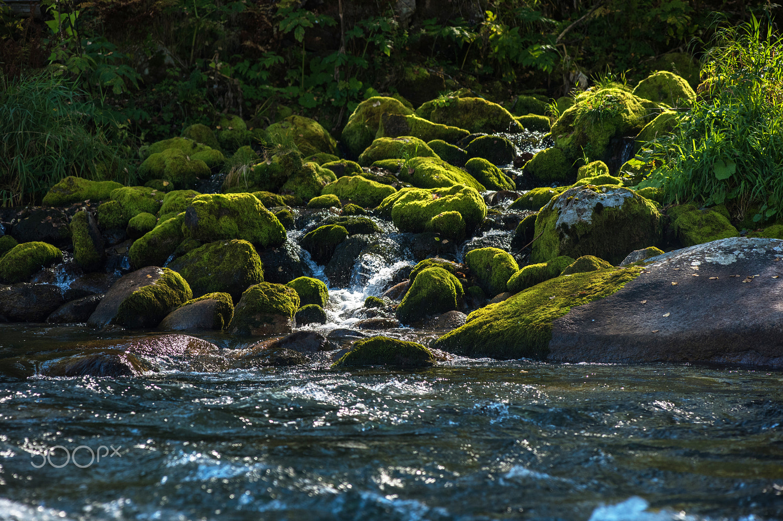 Nikon D810 sample photo. Fast mountain river in altay photography