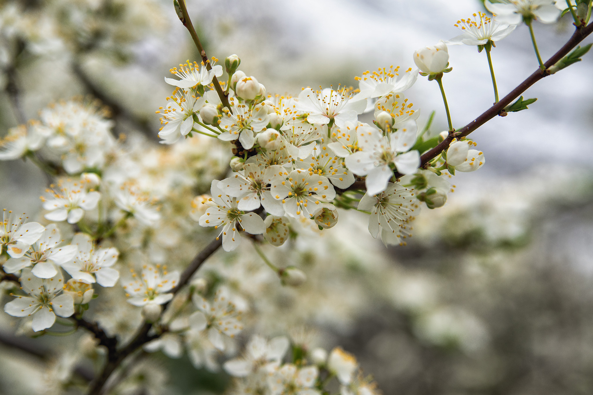 Sony a7R sample photo. The magnificent bloom of the orchards photography