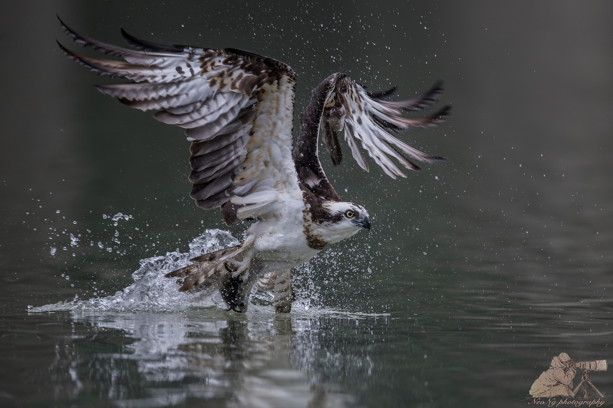 Canon EOS-1D X Mark II sample photo. Osprey in action photography