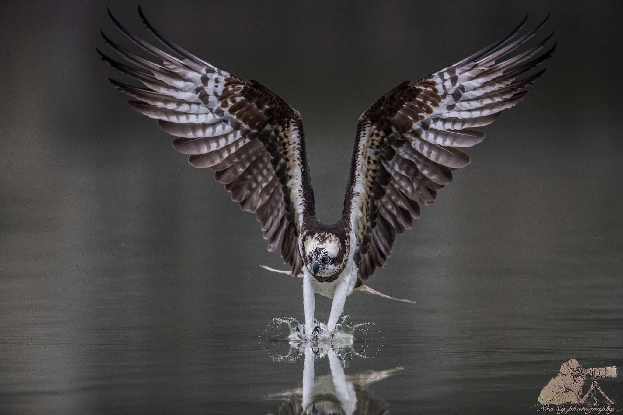 Canon EF 600mm F4L IS II USM sample photo. Osprey in action photography