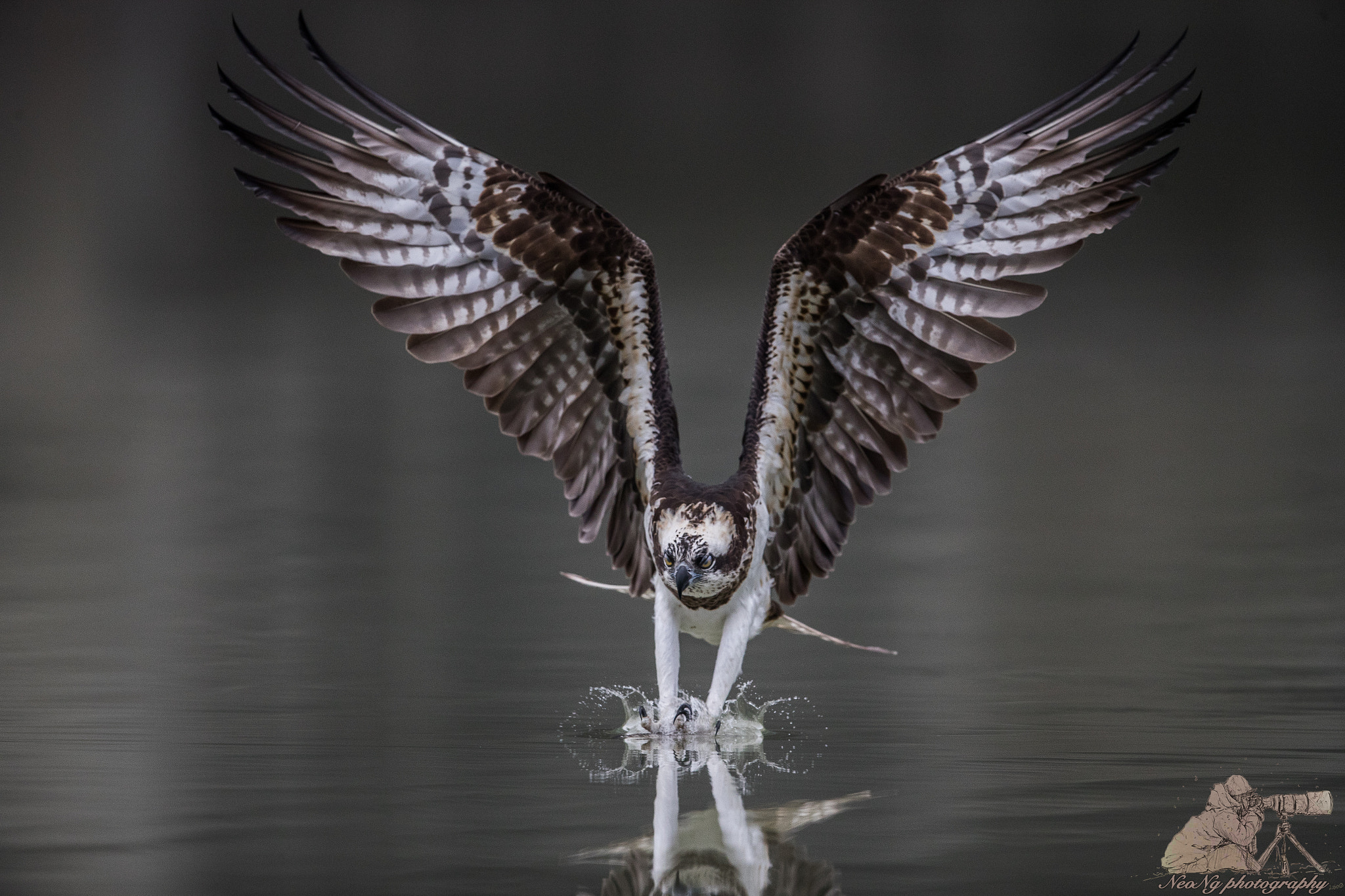 Canon EOS-1D X Mark II + Canon EF 600mm F4L IS II USM sample photo. Osprey in action photography