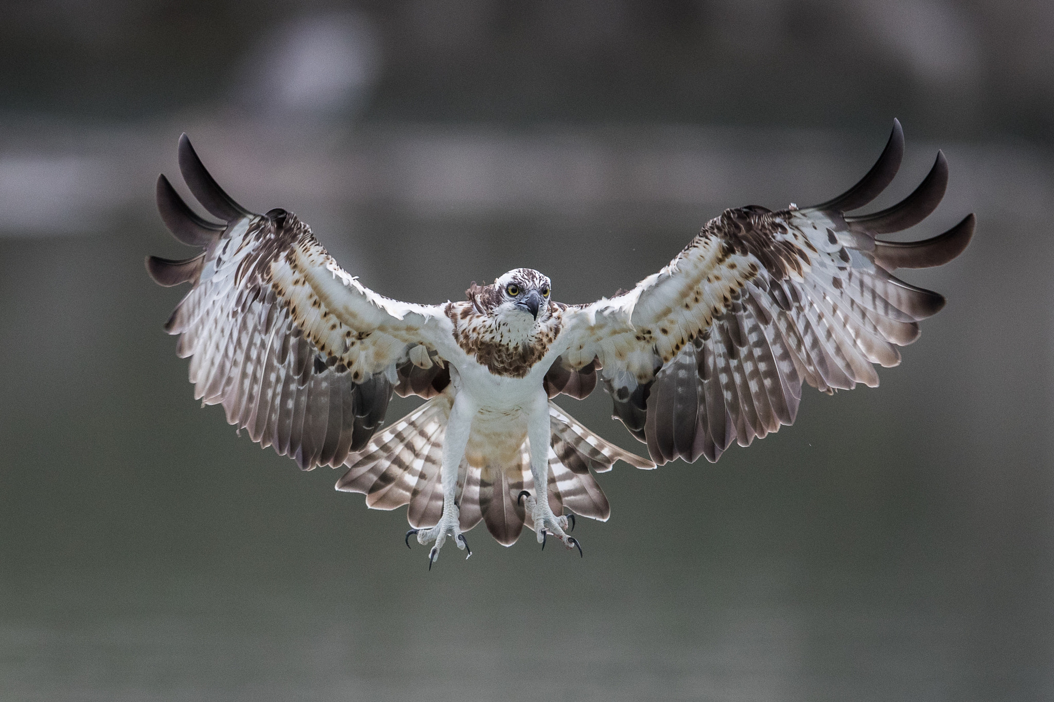 Canon EOS-1D X Mark II + Canon EF 600mm F4L IS II USM sample photo. Osprey in action photography