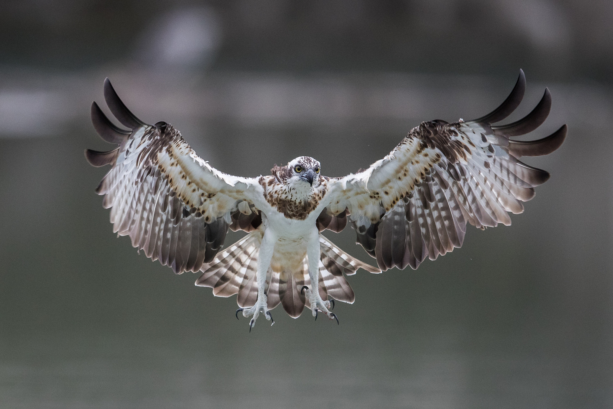 Canon EF 600mm F4L IS II USM sample photo. Osprey in action photography