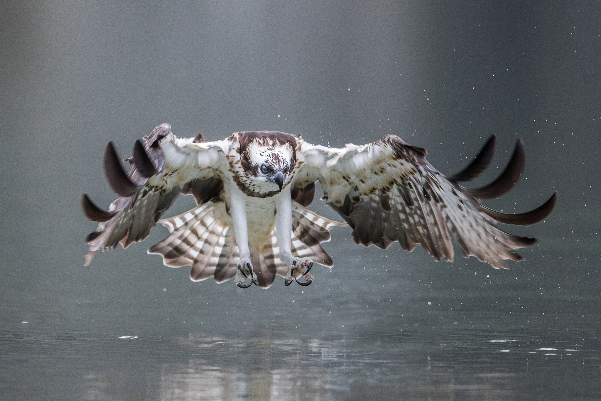 Canon EOS-1D X Mark II + Canon EF 600mm F4L IS II USM sample photo. Osprey in action photography