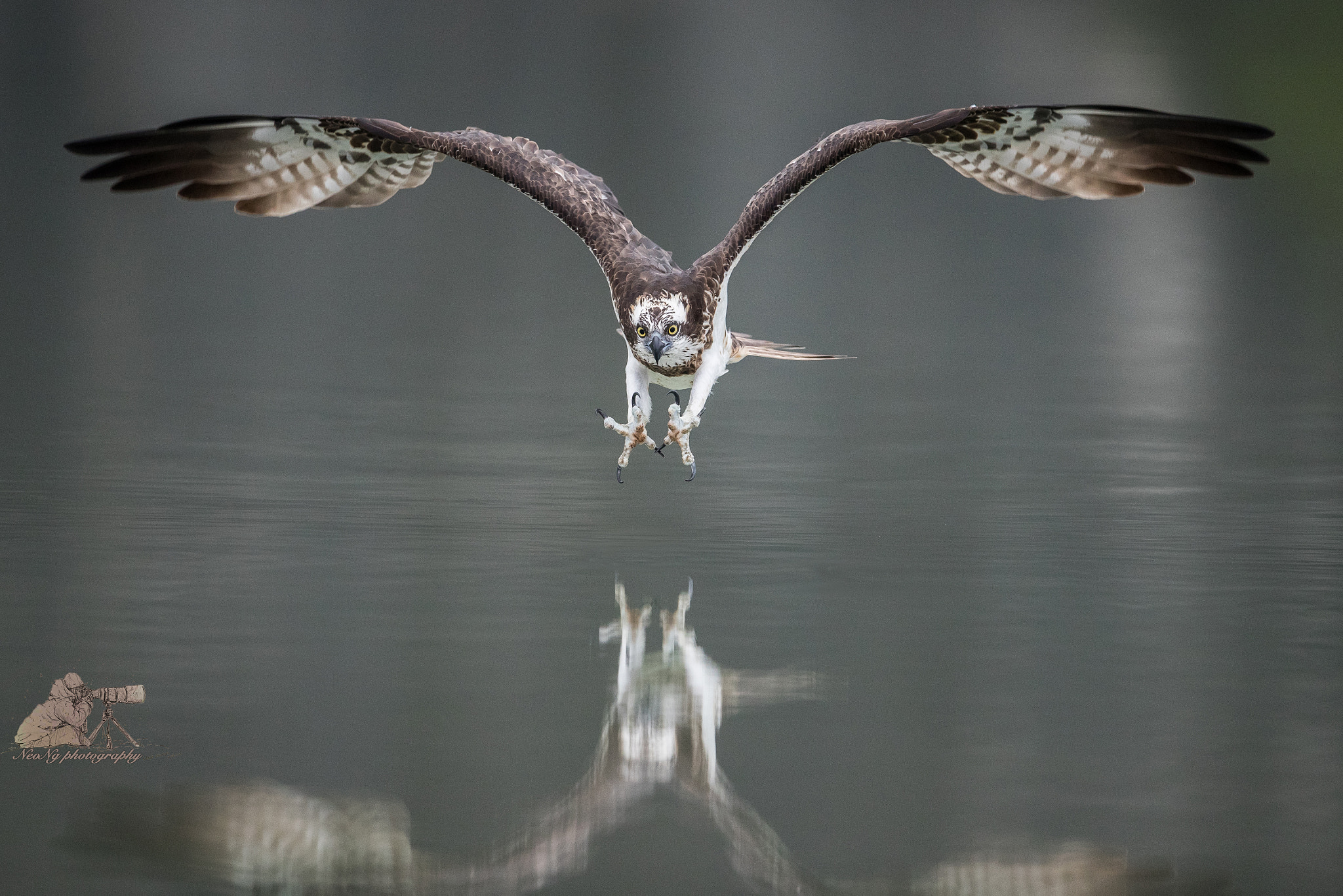 Canon EF 600mm F4L IS II USM sample photo. Osprey in action photography