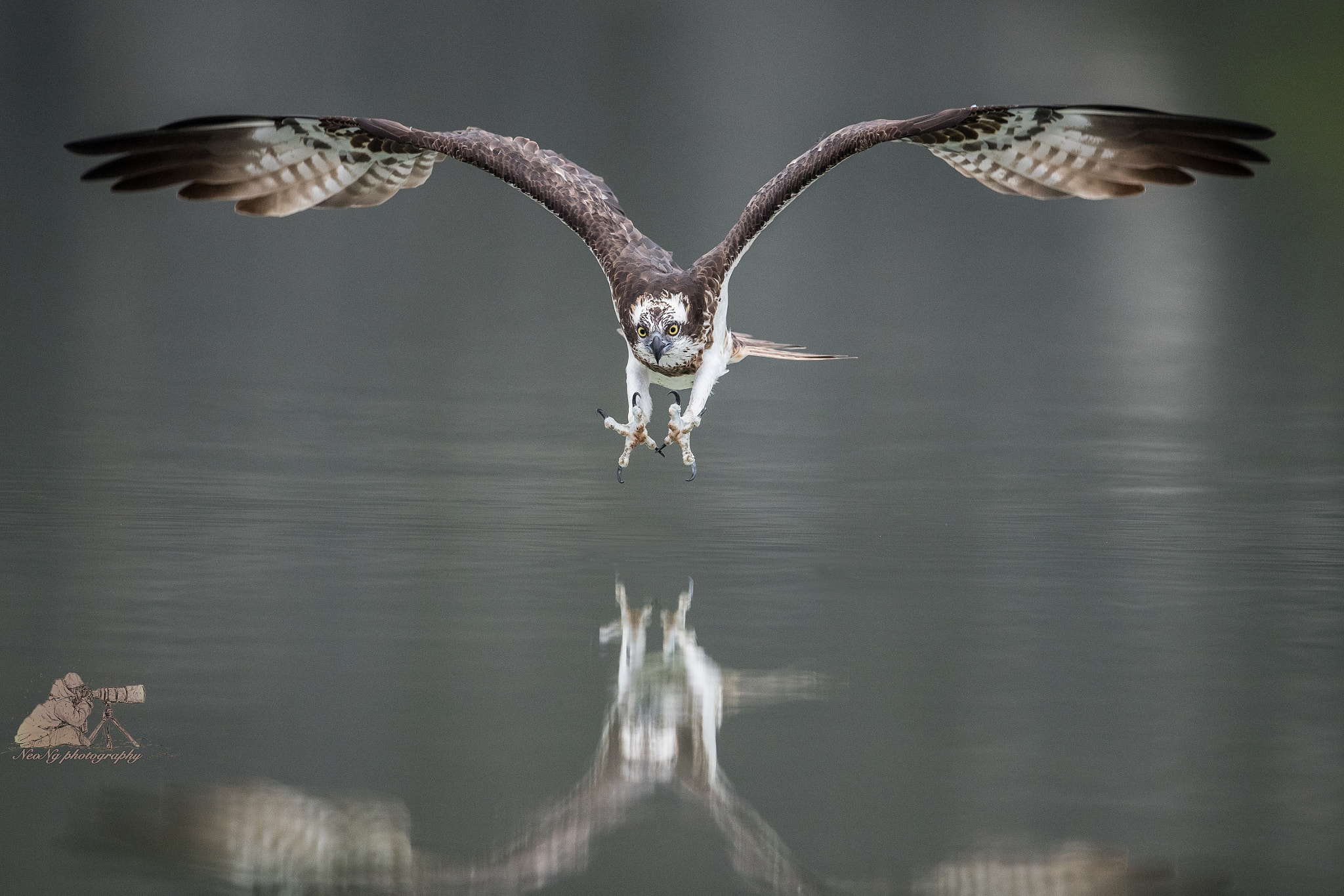 Canon EOS-1D X Mark II + Canon EF 600mm F4L IS II USM sample photo. Osprey in action photography