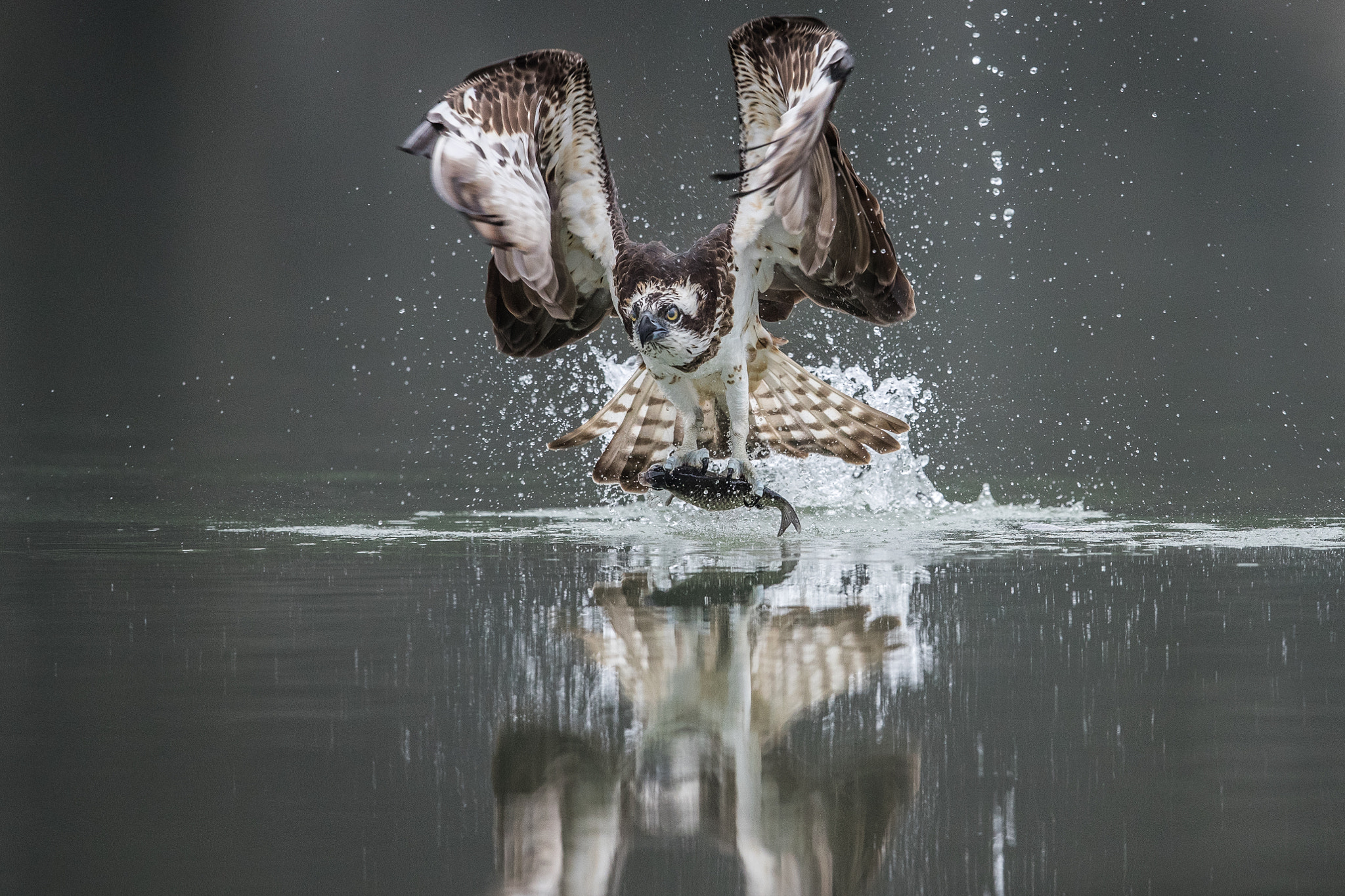 Canon EOS-1D X Mark II + Canon EF 600mm F4L IS II USM sample photo. Osprey in action photography