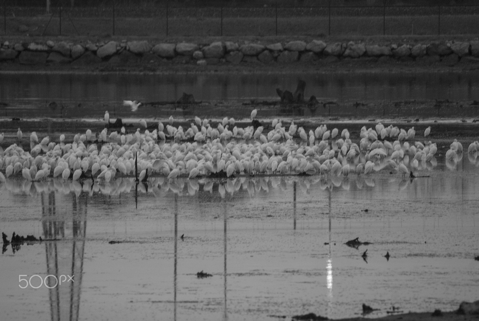 Sigma 70-300mm F4-5.6 APO DG Macro sample photo. White herons photography