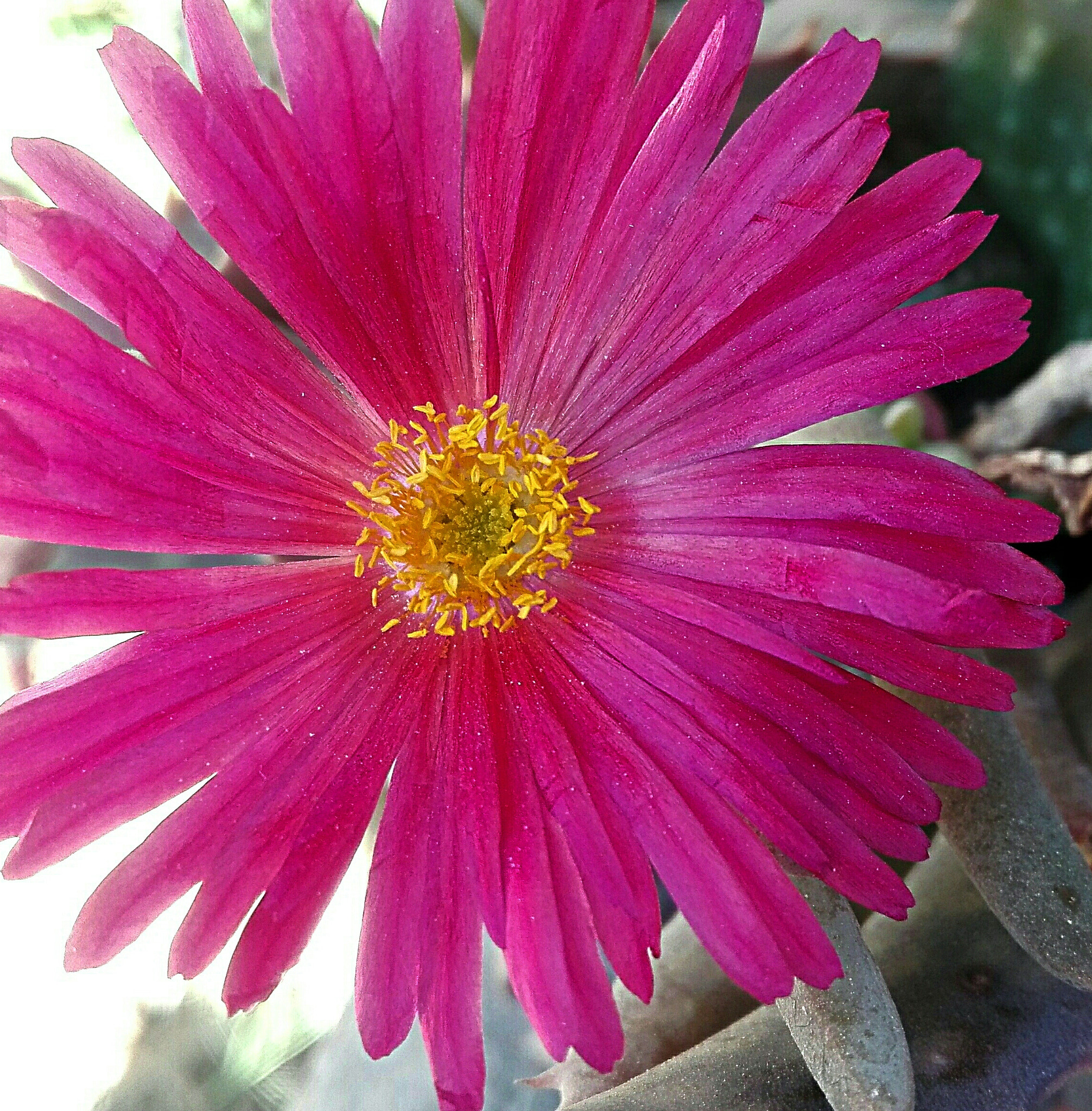 HUAWEI Cherry Mini sample photo. Untitled photography