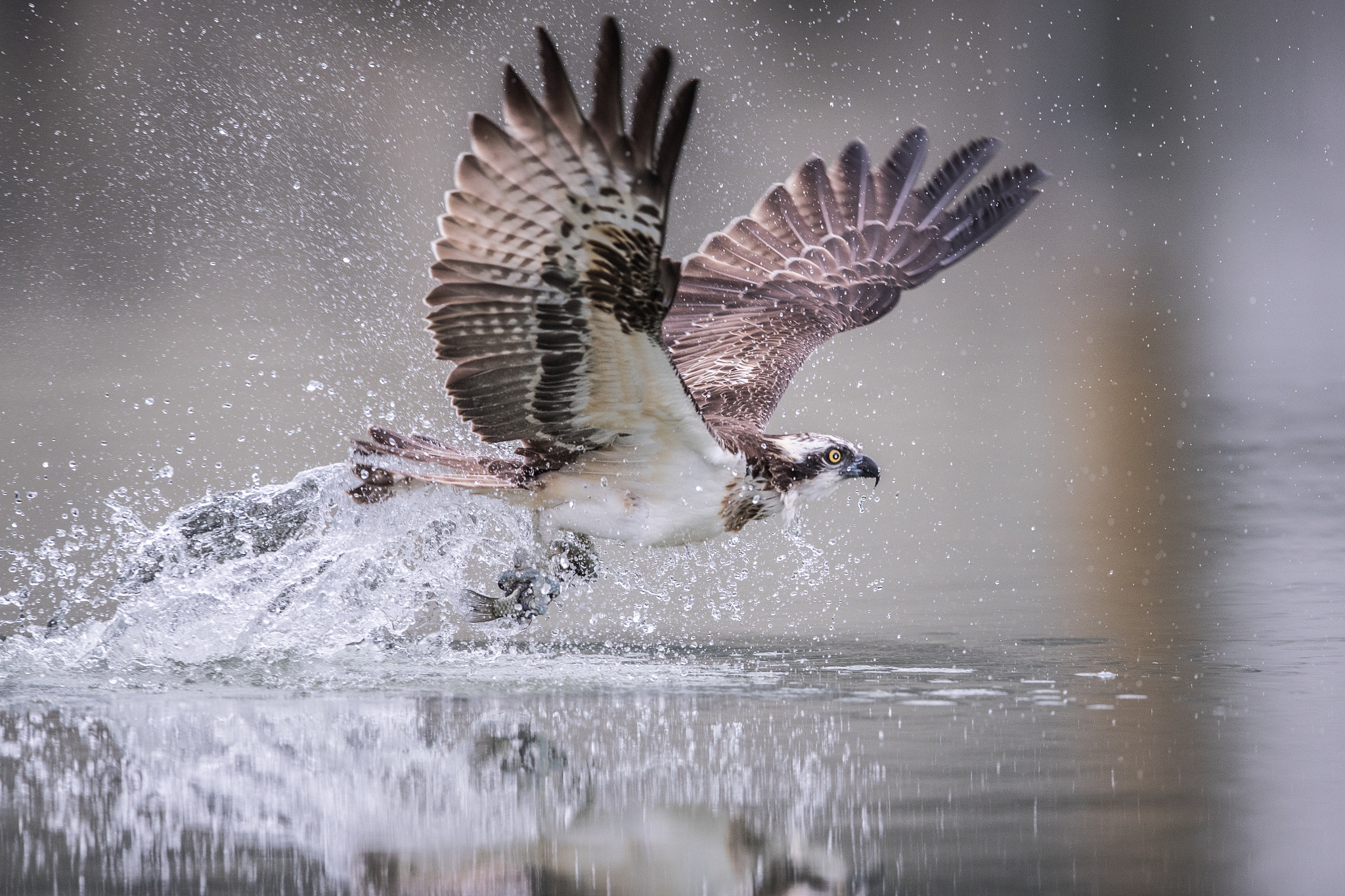 Canon EF 600mm F4L IS II USM sample photo. Osprey in action photography
