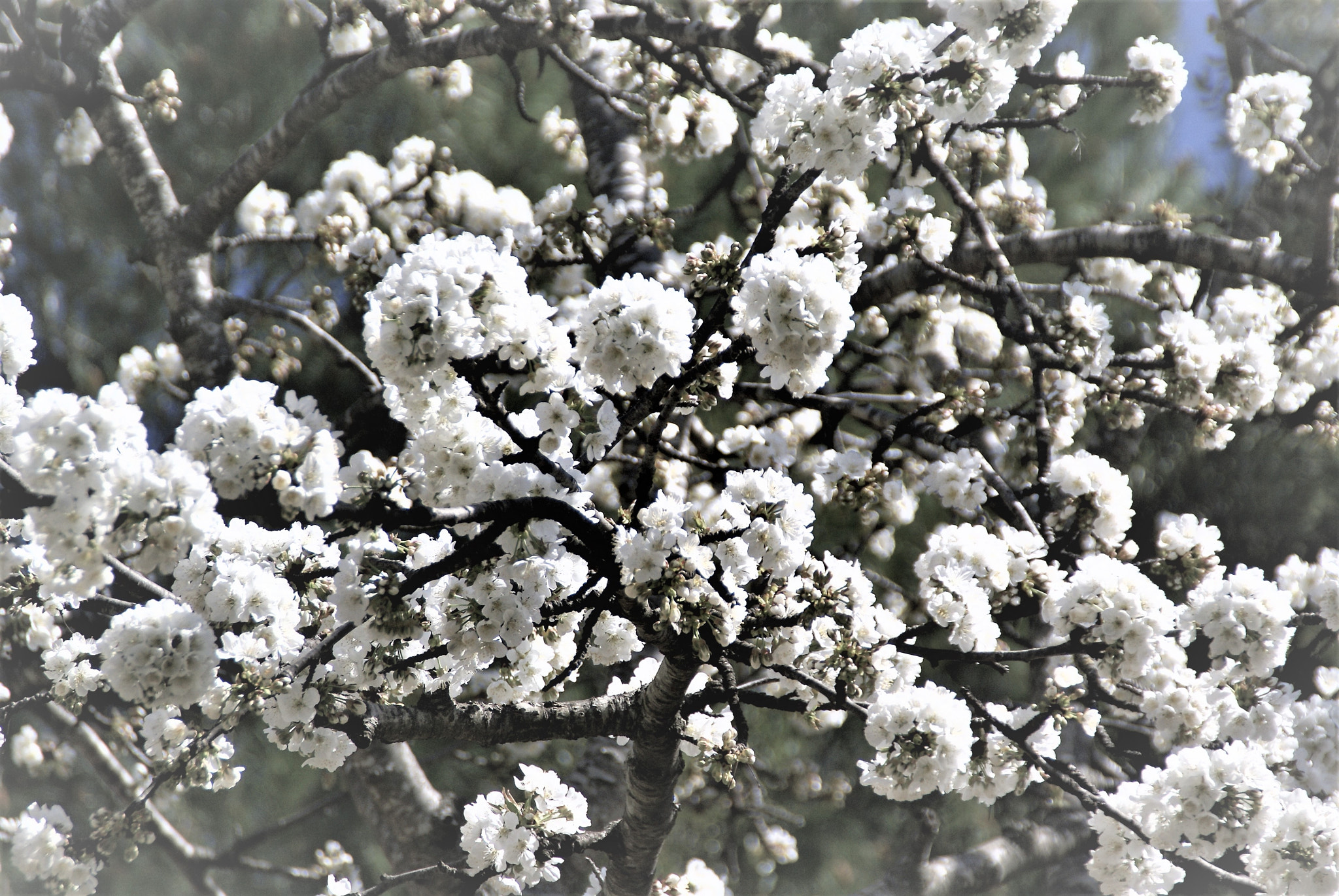 Sony DT 18-200mm F3.5-6.3 sample photo. Cherry tree photography
