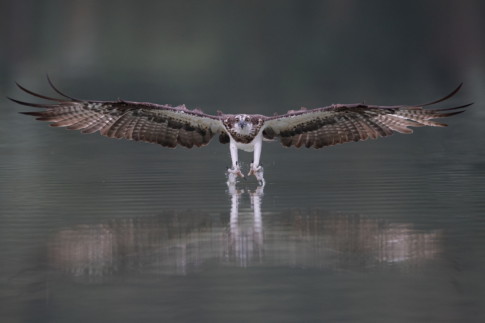 Canon EF 600mm F4L IS II USM sample photo. Osprey in action photography