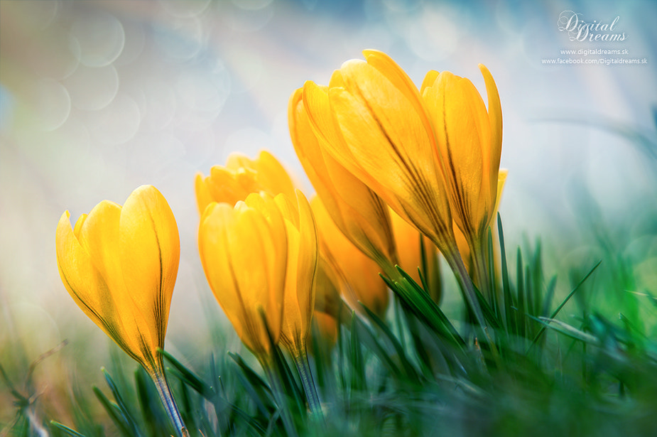 Pentax K-3 sample photo. Crocus ii. photography