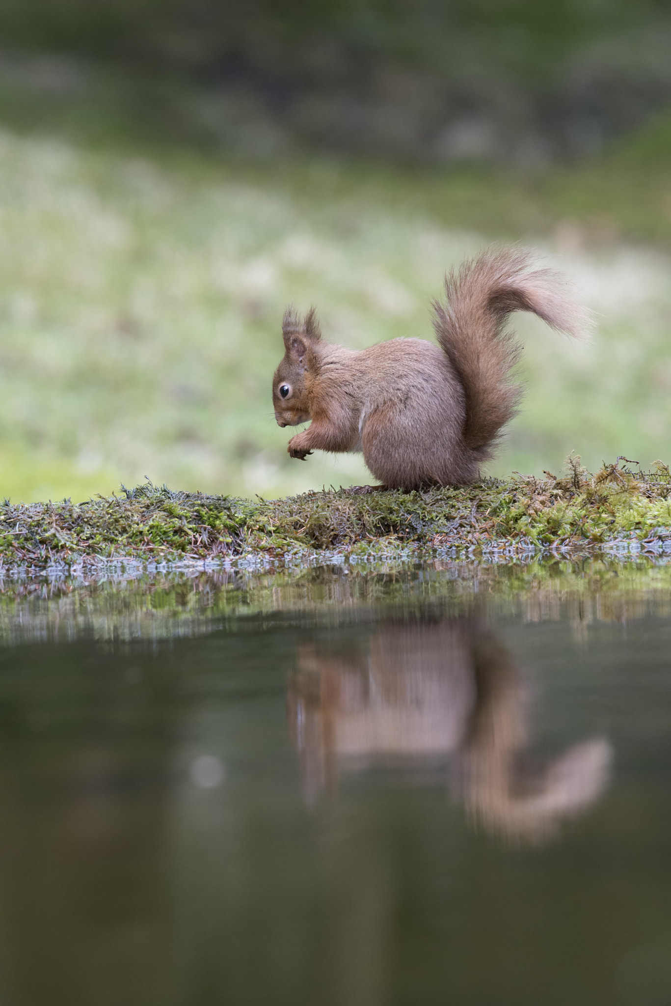 Nikon AF-S Nikkor 300mm F2.8G ED-IF VR sample photo. 180217_081.jpg photography