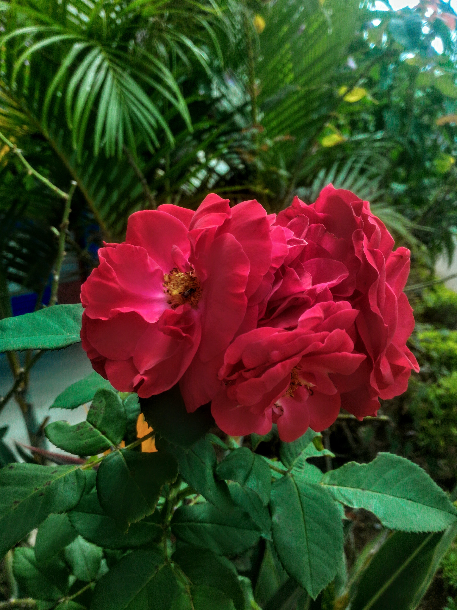 ASUS Z00A sample photo
