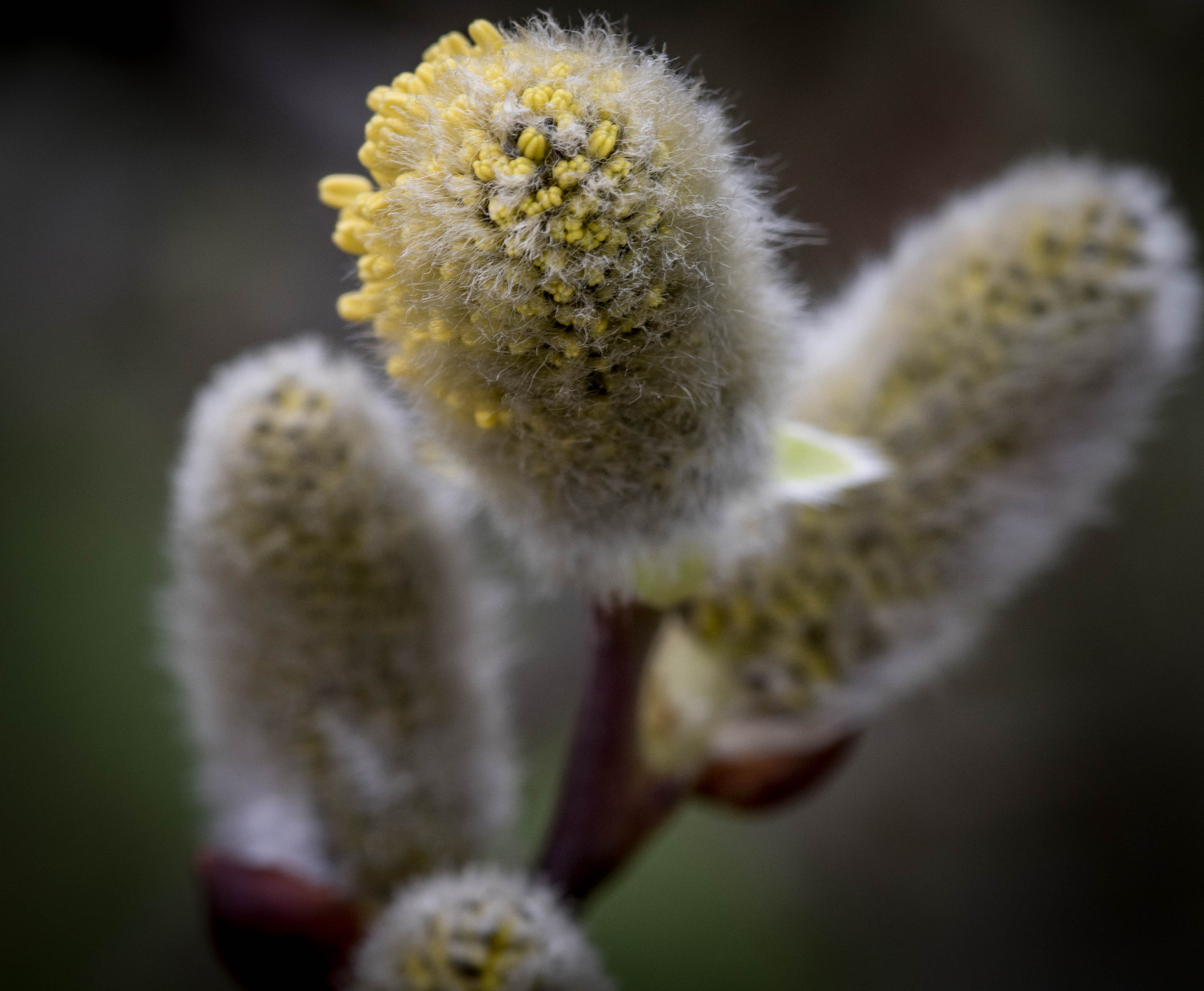 Sony ILCA-77M2 + Sigma 30mm F1.4 EX DC HSM sample photo. Spring photography