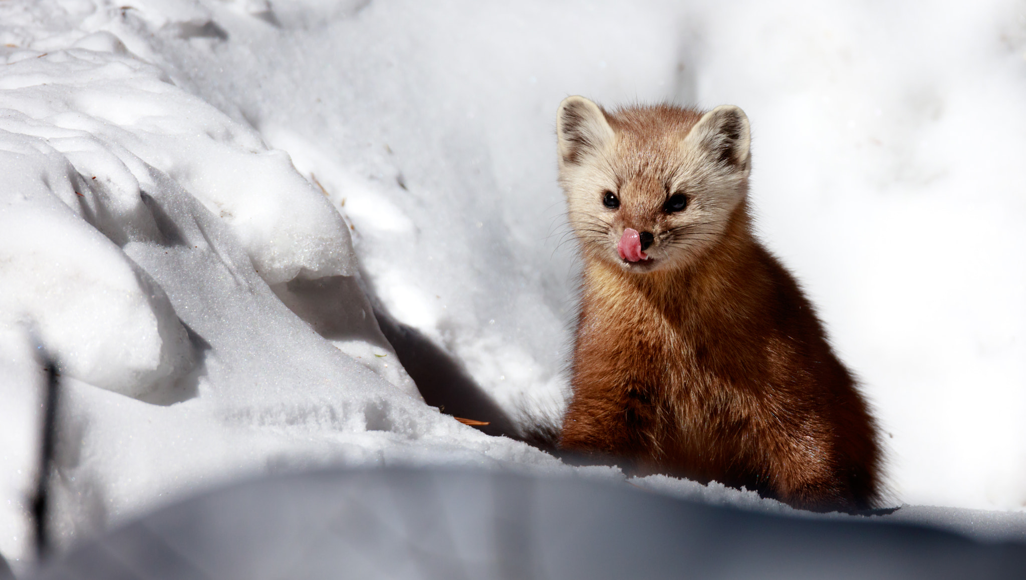 Canon EOS 5DS + Sigma 150-600mm F5-6.3 DG OS HSM | C sample photo. Smiling pine marten! photography