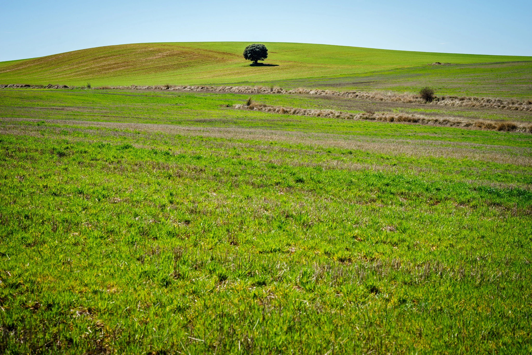 ZEISS Loxia 85mm F2.4 sample photo. Campo de la alcarria photography