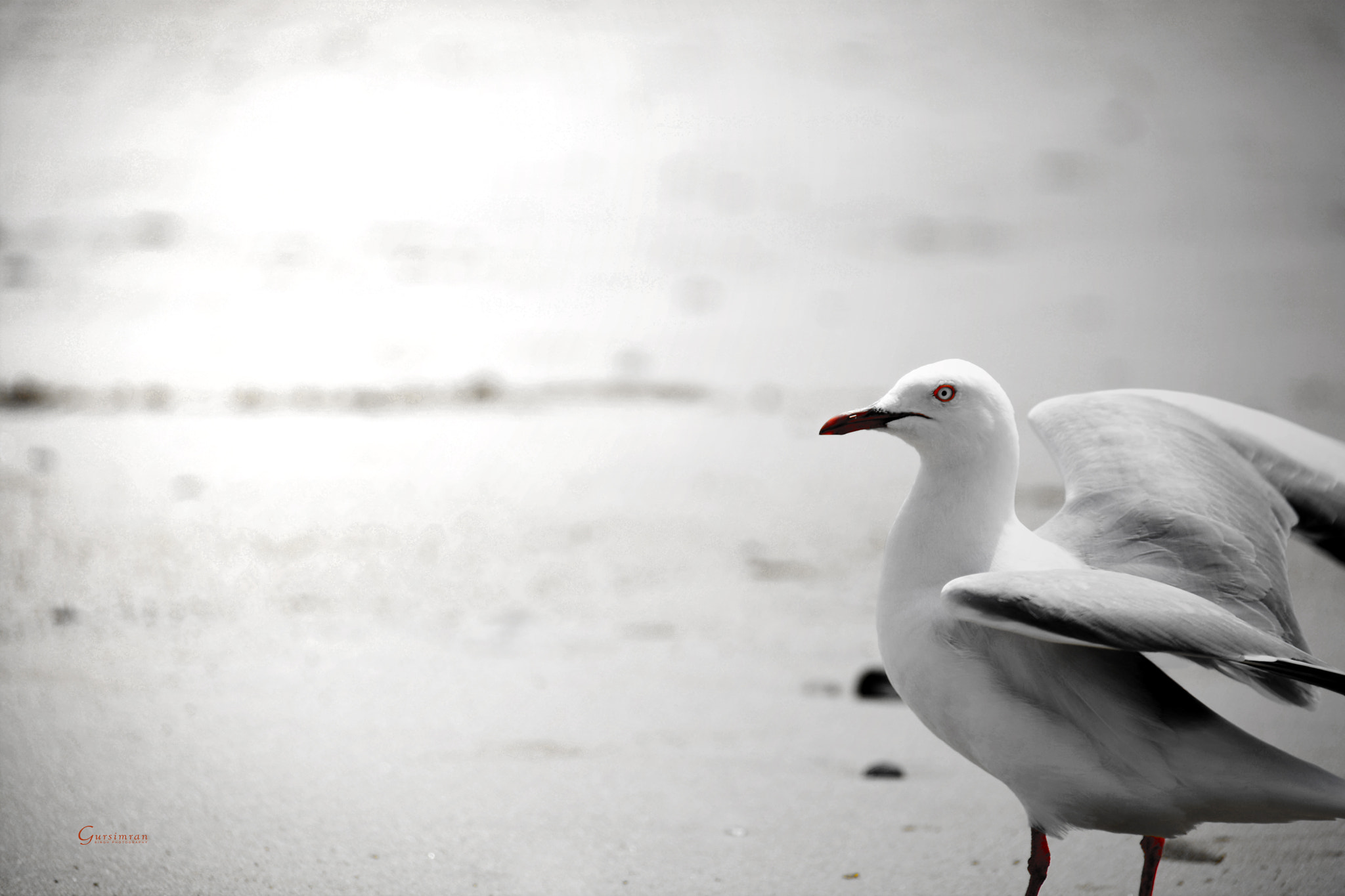 Sigma 18-250mm F3.5-6.3 DC Macro OS HSM sample photo. Bird.jpg photography