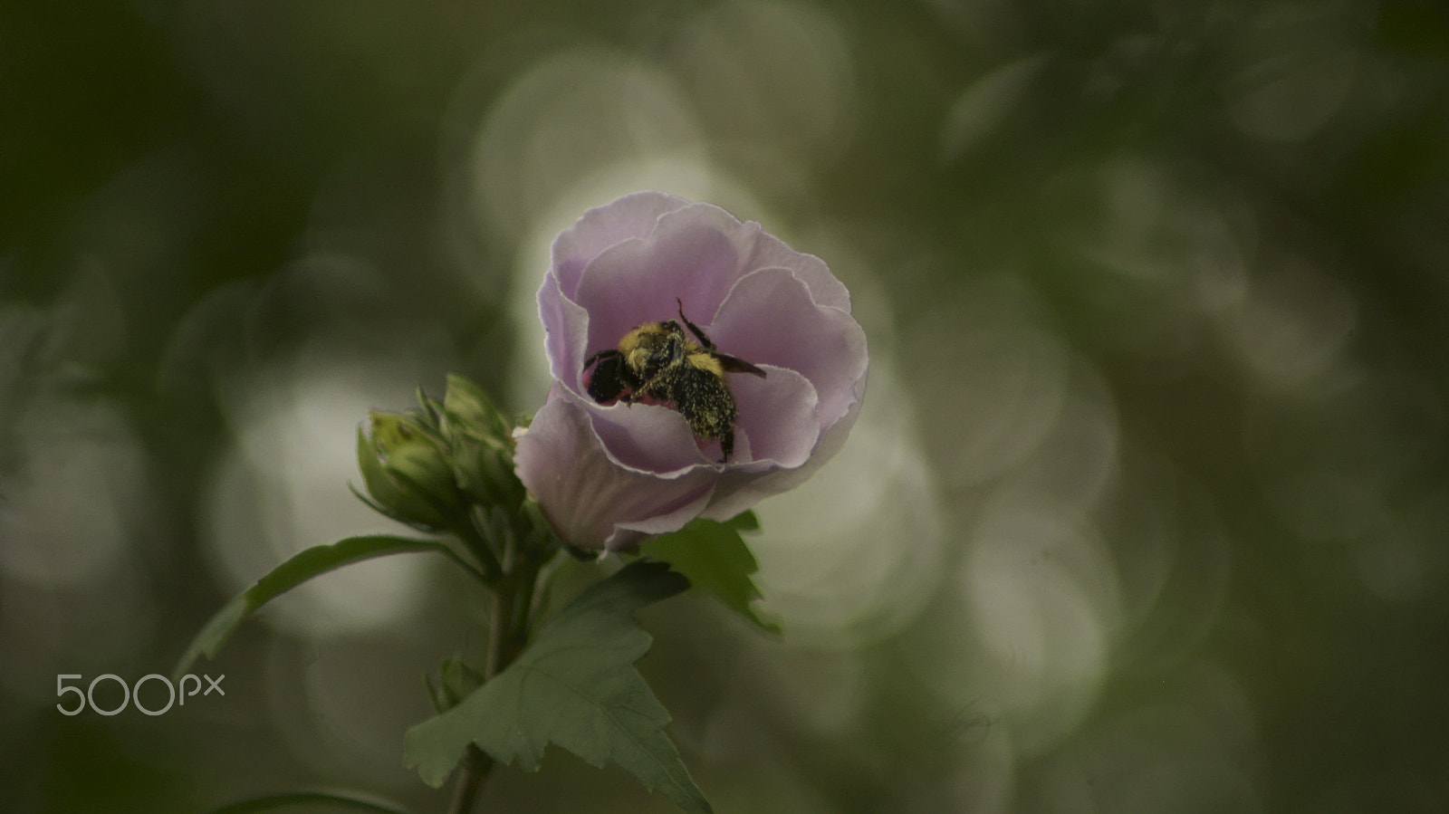 Sony Alpha DSLR-A230 sample photo. Bumble bee buzzzzzzz photography