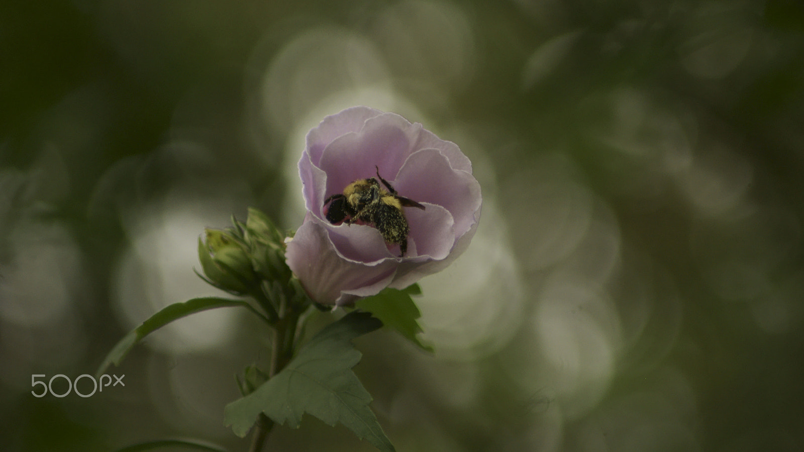 Sony Alpha DSLR-A230 + Tamron 200-400mm F5.6 LD sample photo. Bumble bee buzzzzzzz photography