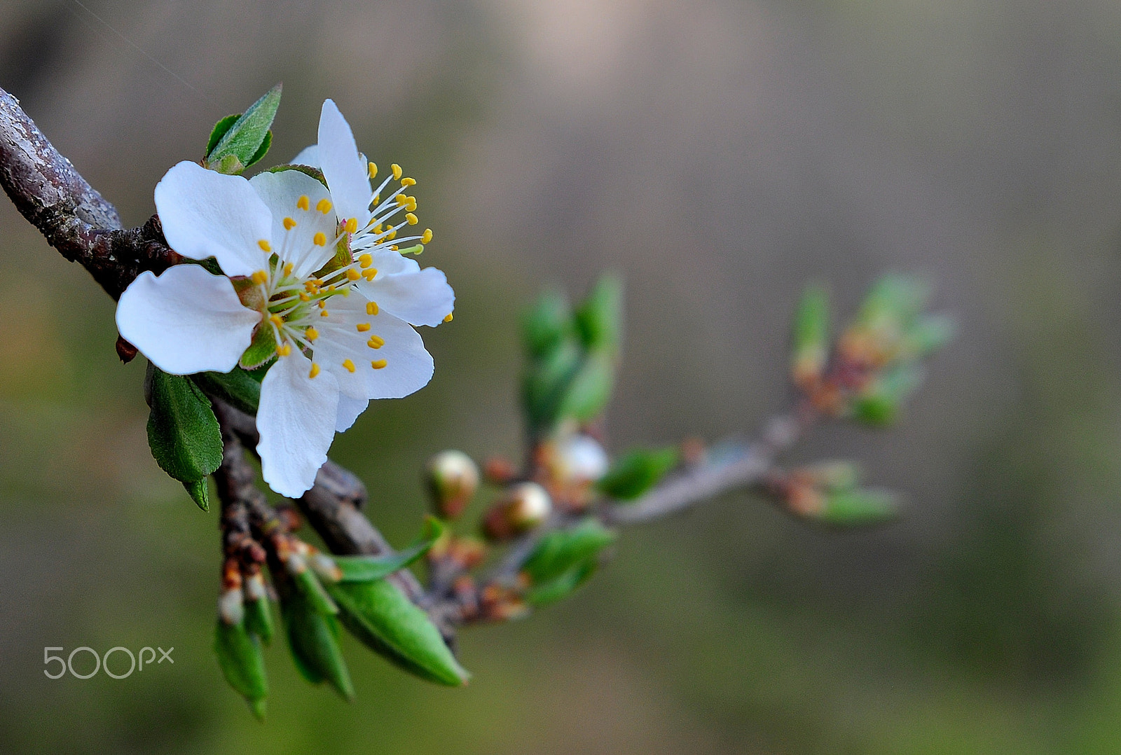 Nikon AF-S Nikkor 24-70mm F2.8G ED sample photo. A first day of spring photography