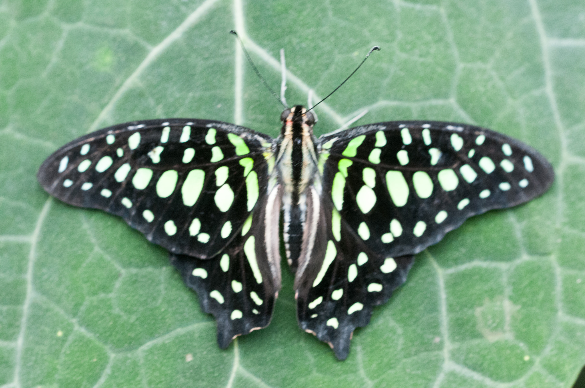 Sigma 150mm F2.8 EX DG OS Macro HSM sample photo. Graphium agamemnon photography