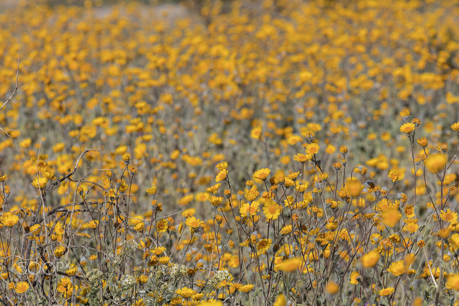 Canon EOS 5DS R sample photo. Blooming desert #4 photography