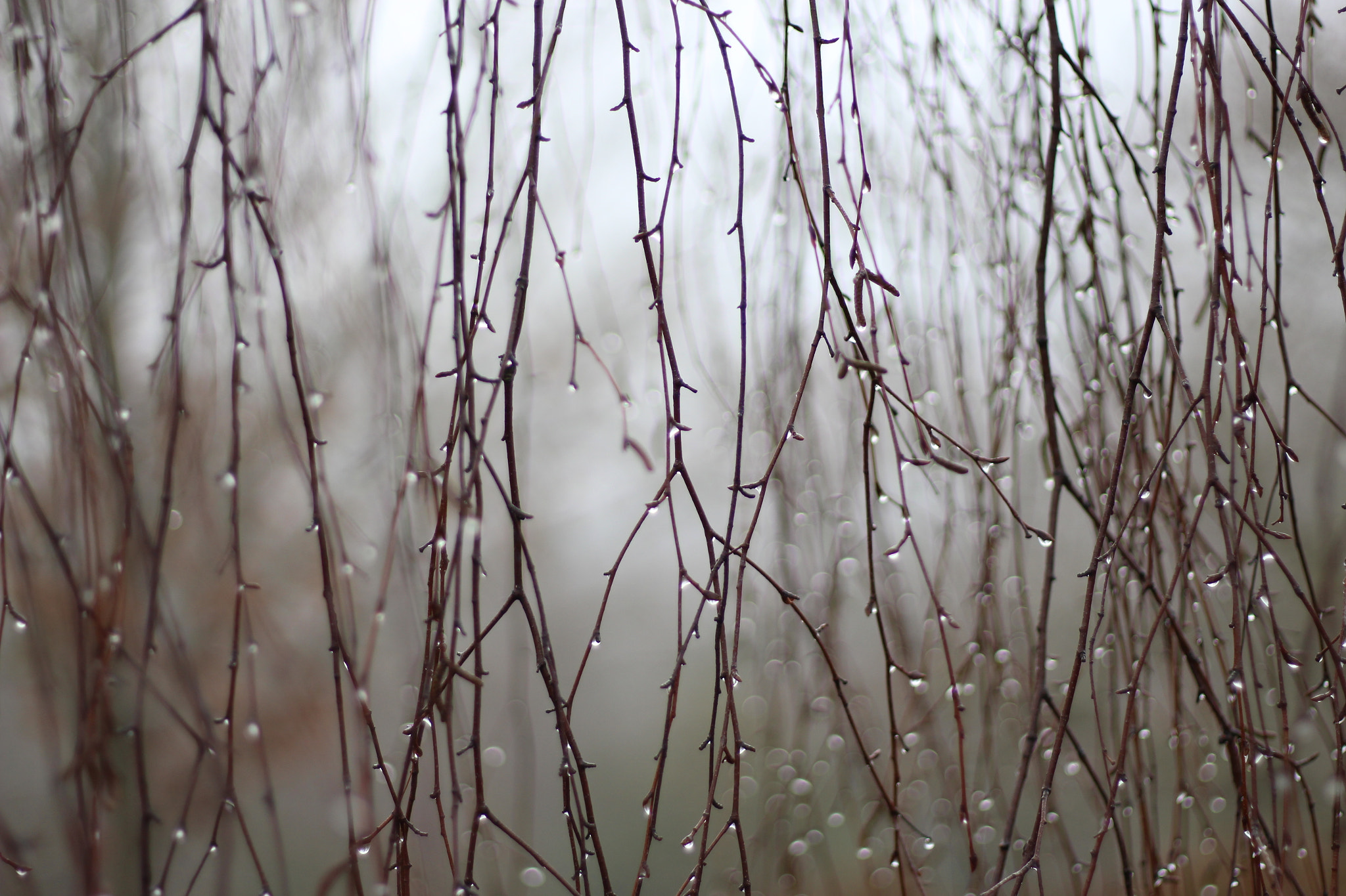 Canon EOS 100D (EOS Rebel SL1 / EOS Kiss X7) + Canon EF 50mm F1.8 STM sample photo. Rain drops photography