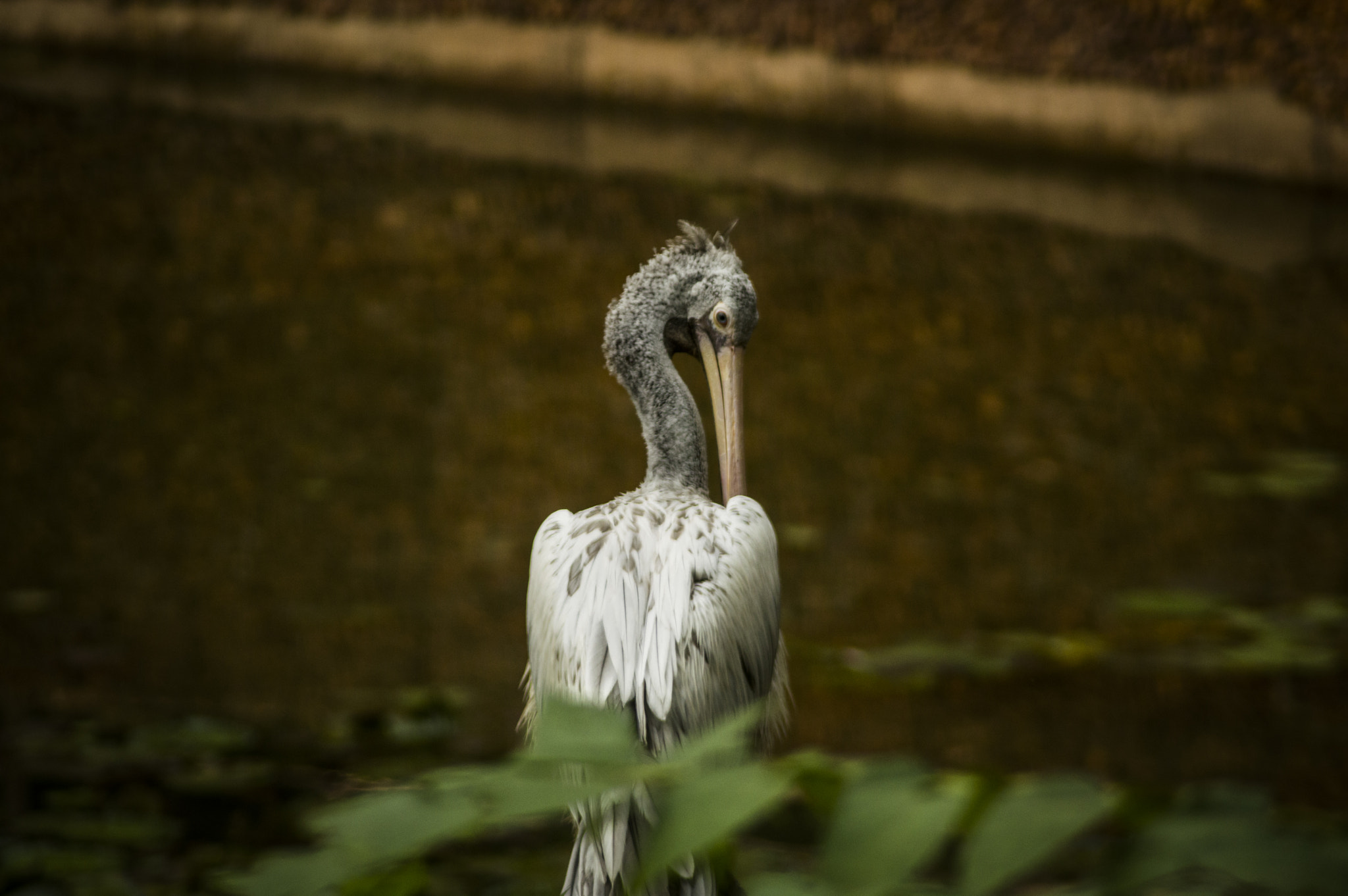 Nikon D3200 sample photo. Bird photography