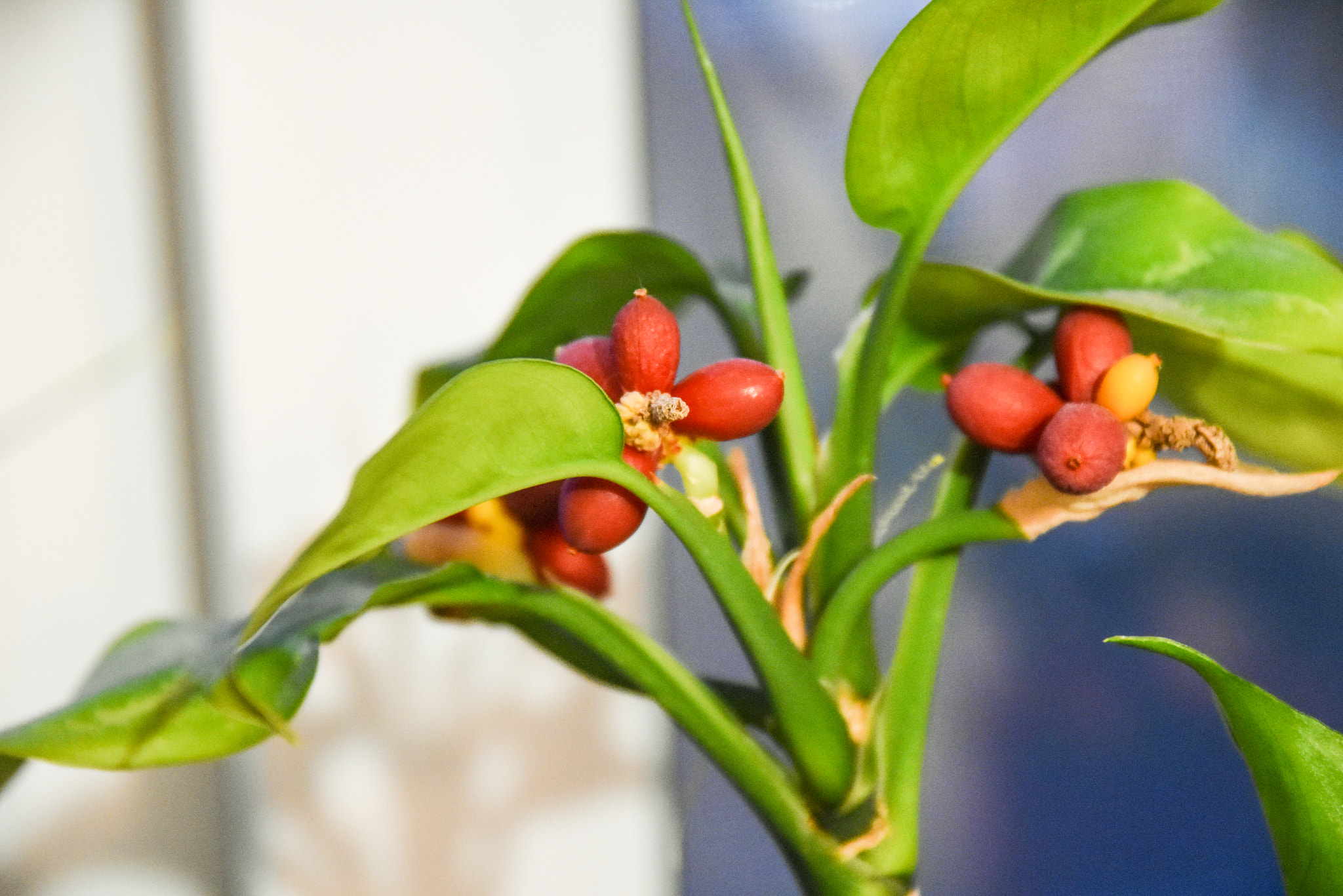 Sigma 17-70mm F2.8-4 DC Macro OS HSM | C sample photo. By the window photography