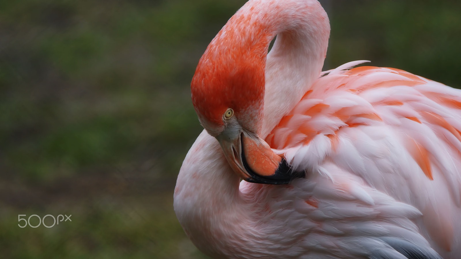 Sony SLT-A77 + Tamron SP 150-600mm F5-6.3 Di VC USD sample photo. Flamingo photography