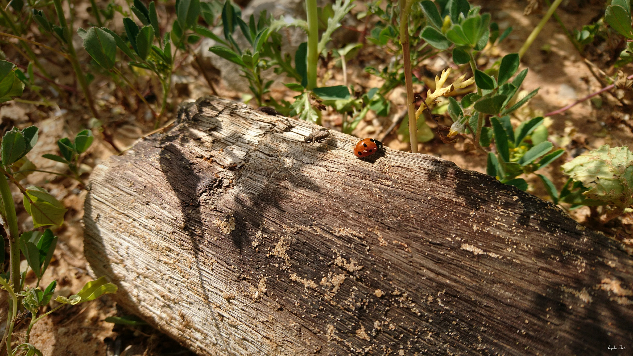 Sony Xperia X Compact sample photo. Dsc photography