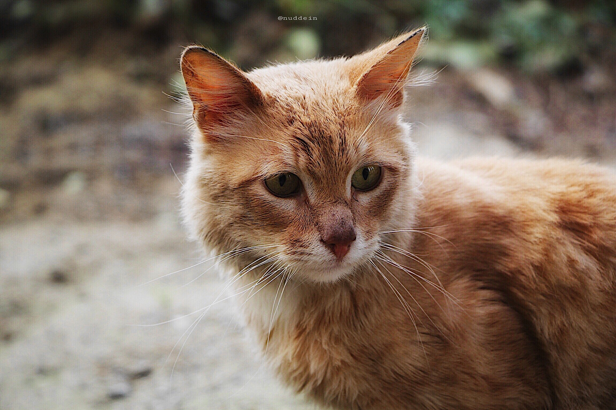 Canon EOS 60D sample photo