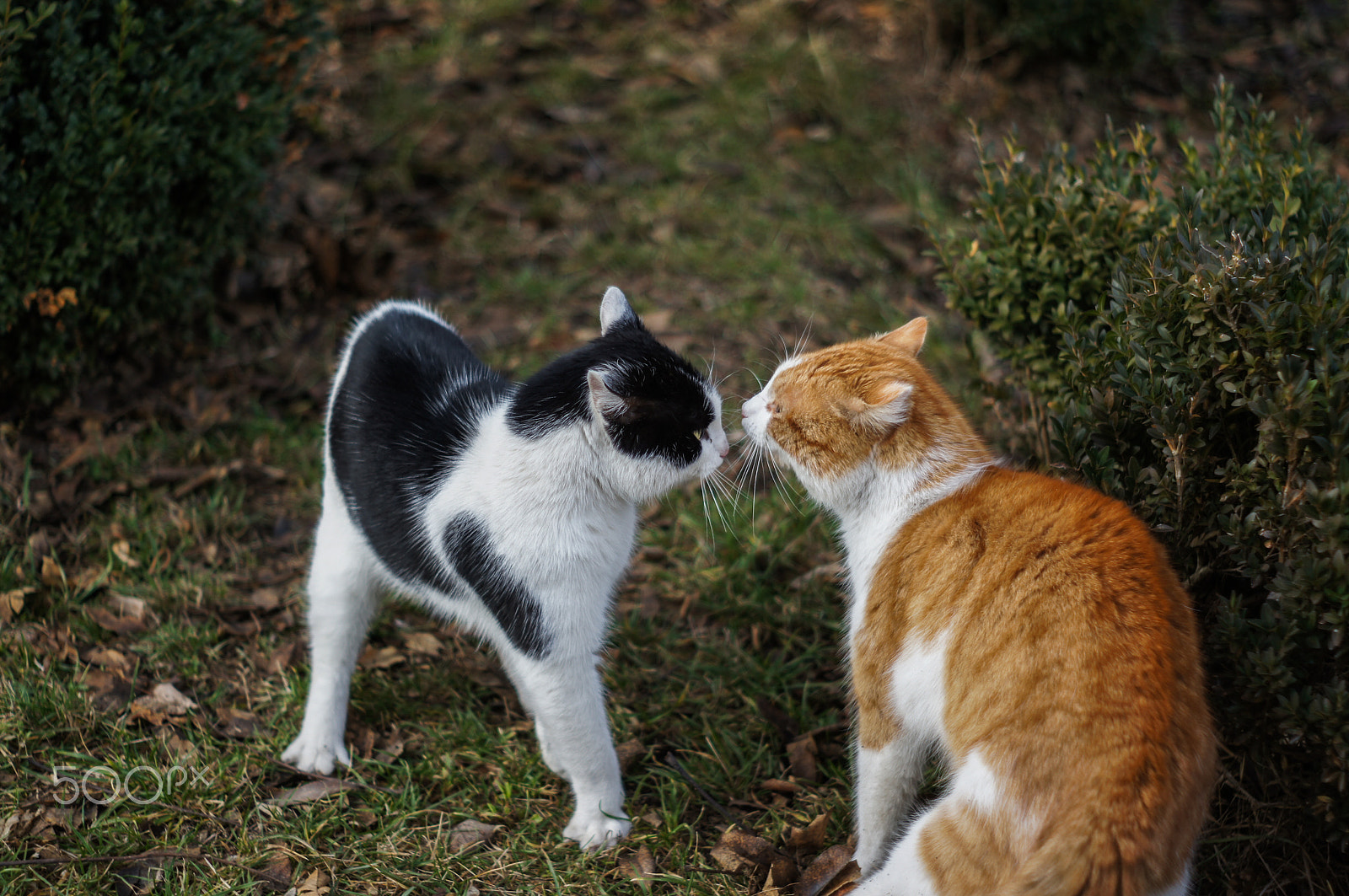 Sony Alpha DSLR-A580 + Minolta AF 50mm F1.7 sample photo. 3...2...1... photography