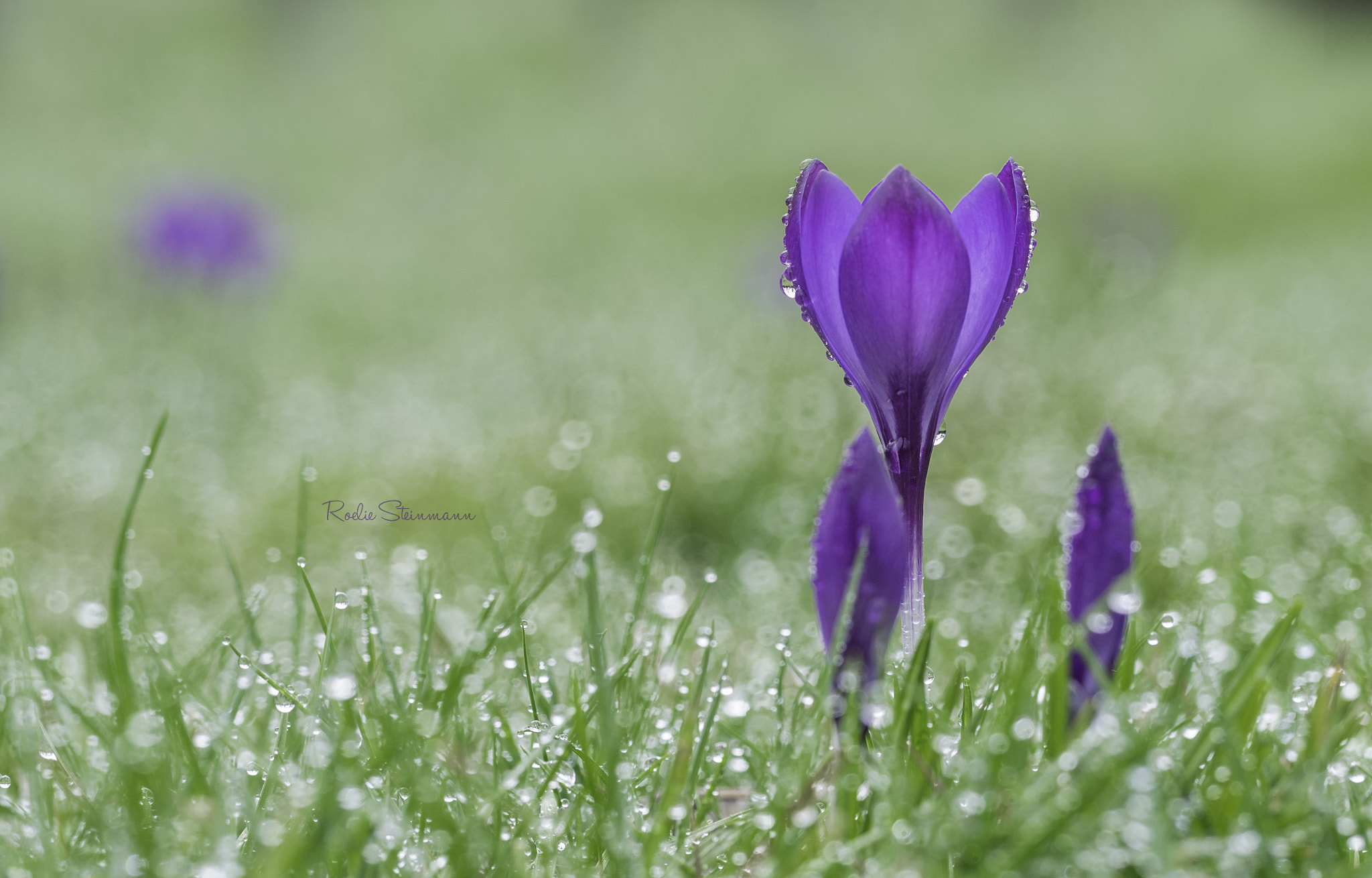 Olympus M.Zuiko Digital ED 60mm F2.8 Macro sample photo. Raindrops are falling photography