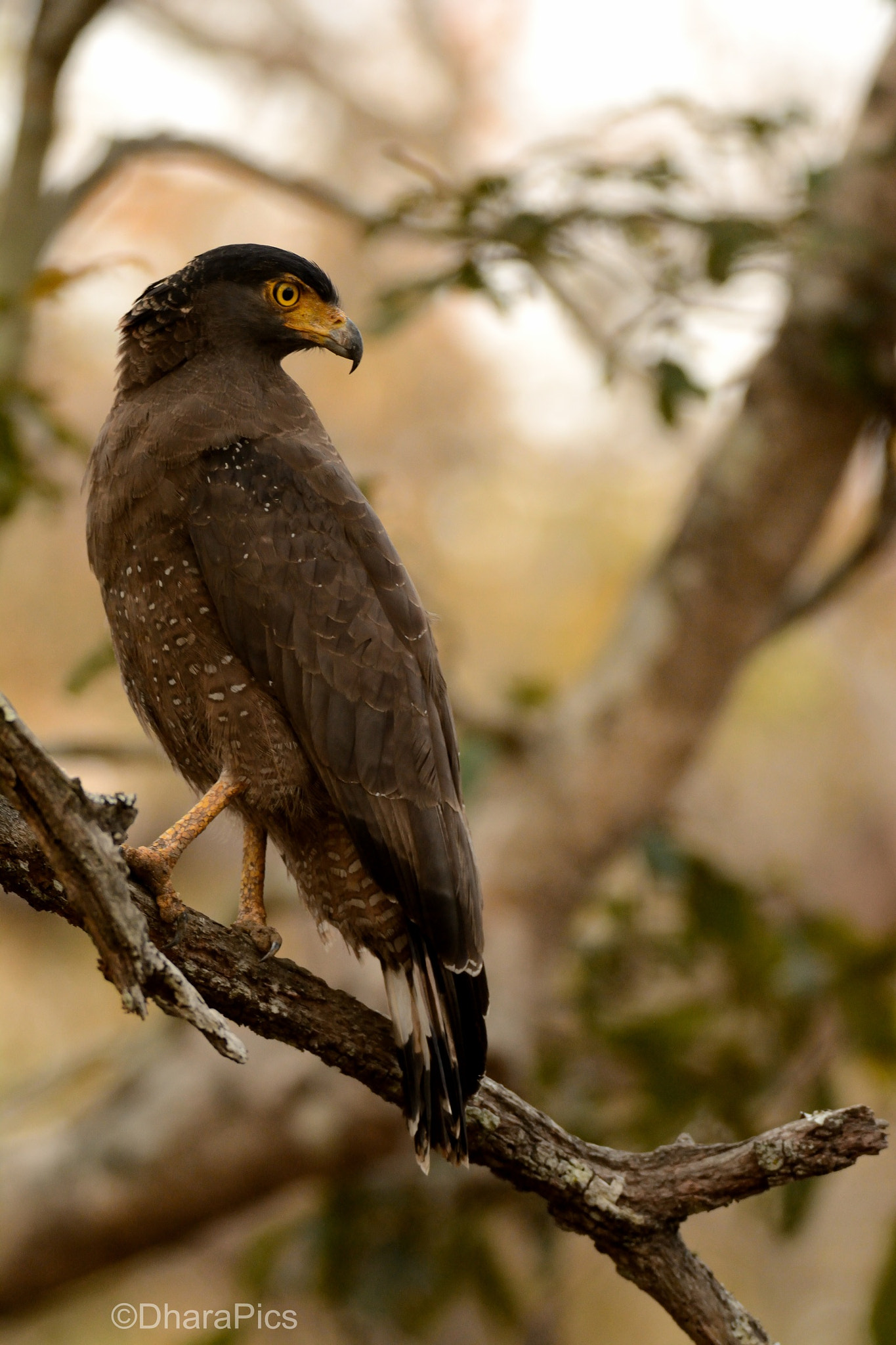 Nikon D7100 + Nikon AF-S Nikkor 300mm F4D ED-IF sample photo. Eye of an eagle photography